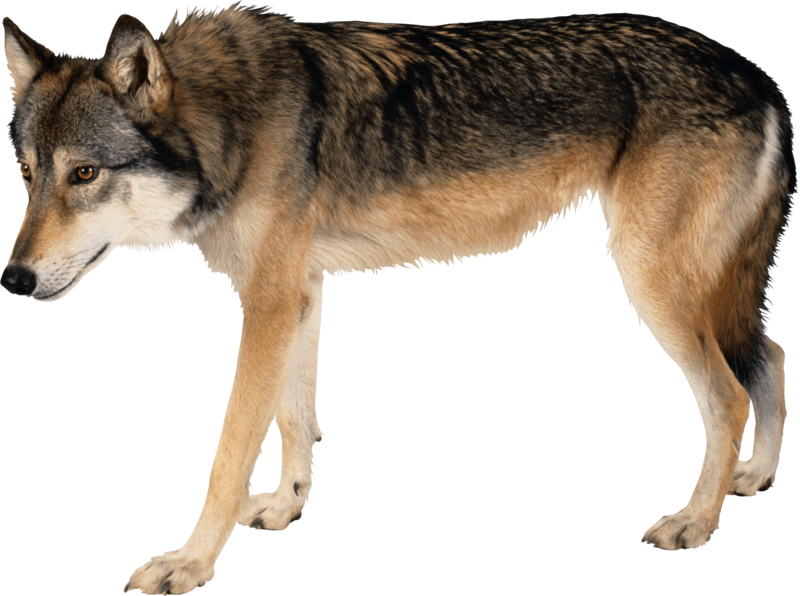 Alert Grey Wolf Standing PNG