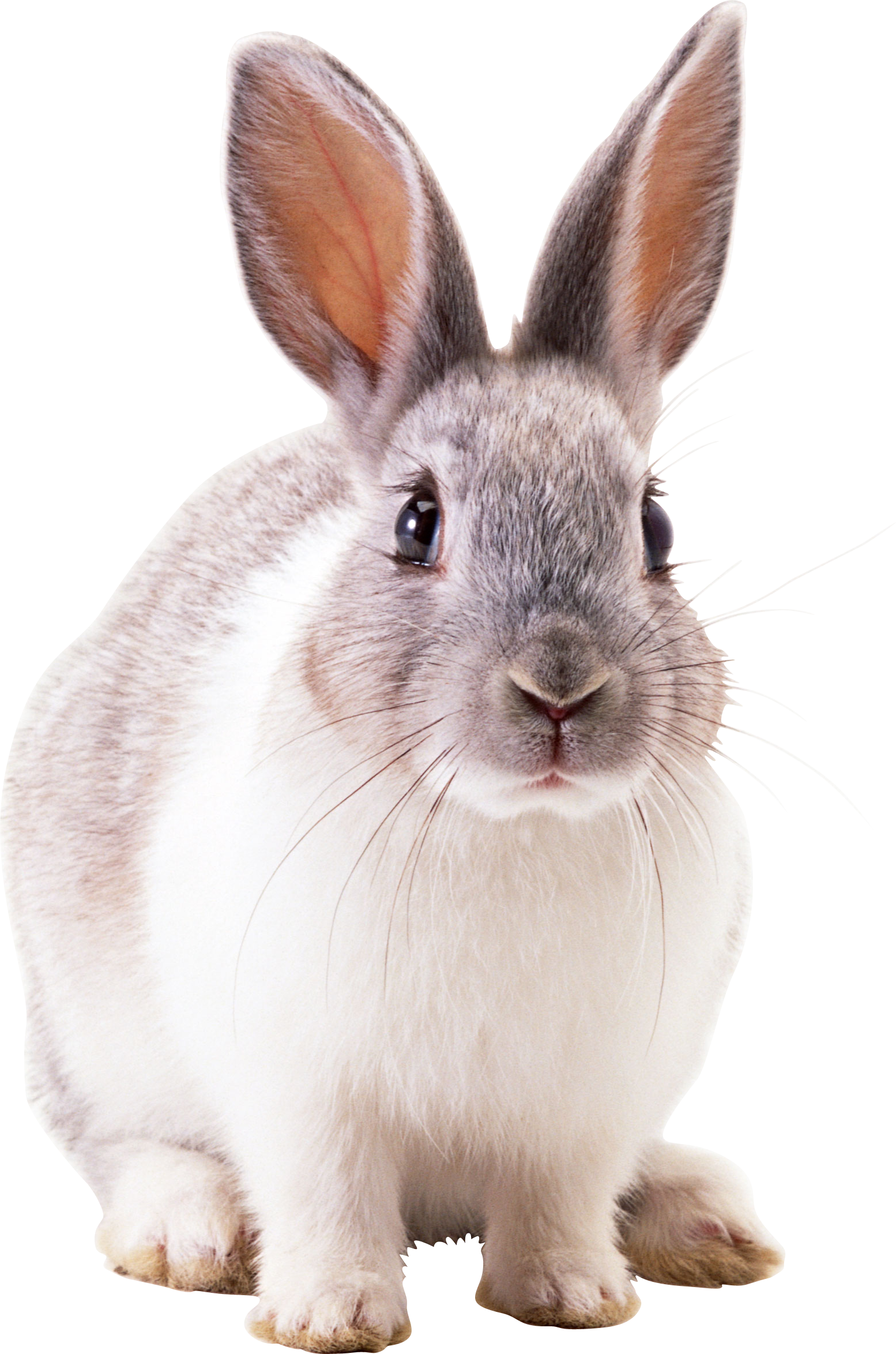 Alert Greyand White Rabbit PNG
