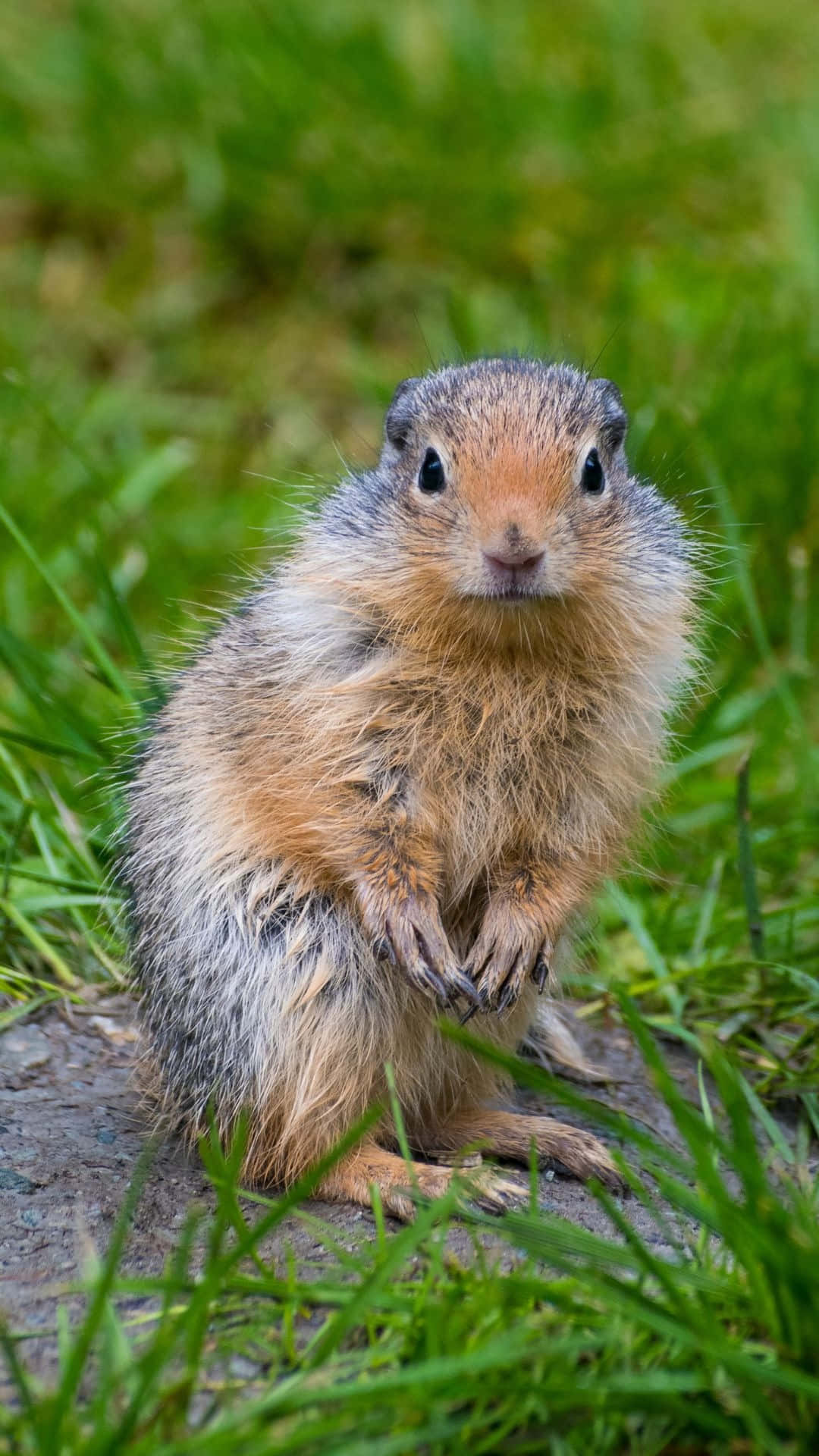 Alert Ground Squirrel Standing Wallpaper