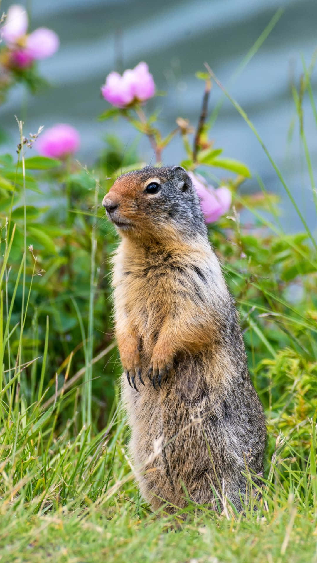 Alert Ground Squirrel Standing Grass Wallpaper