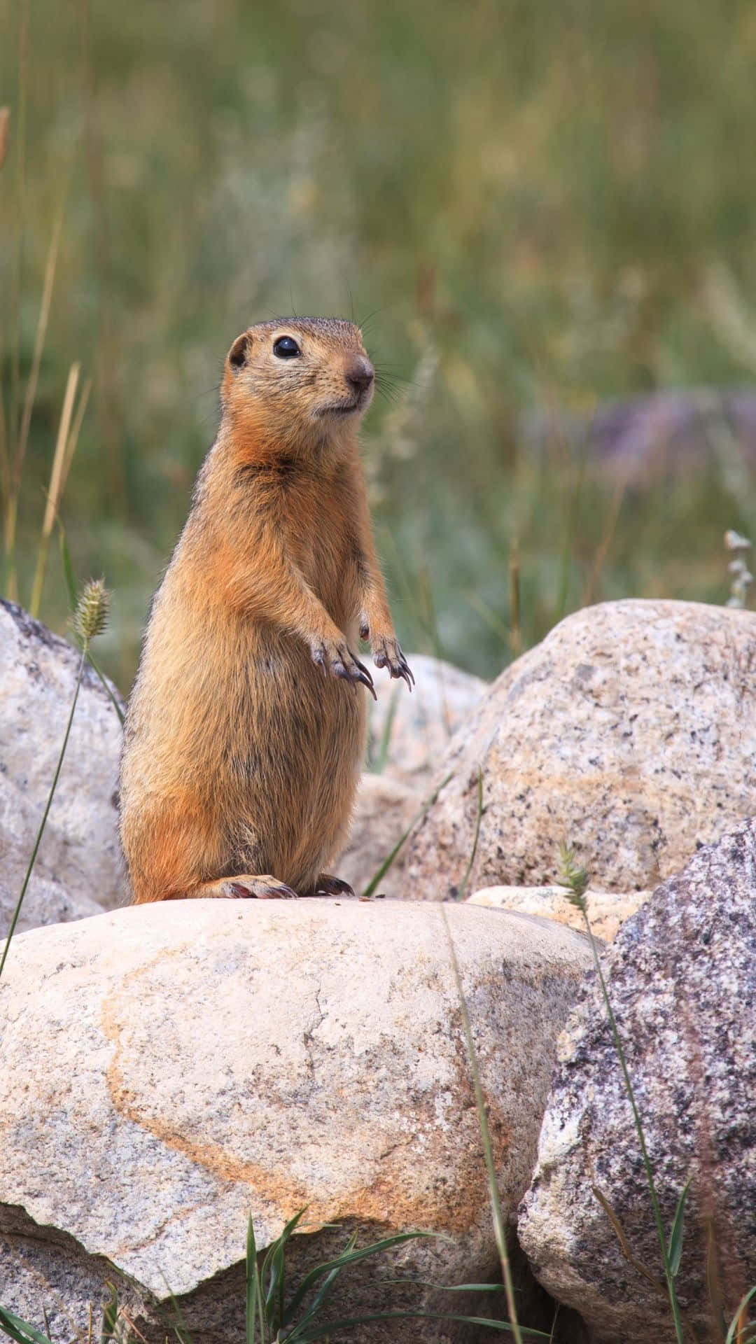 Alert Ground Squirrel Standing On Rock.jpg Wallpaper