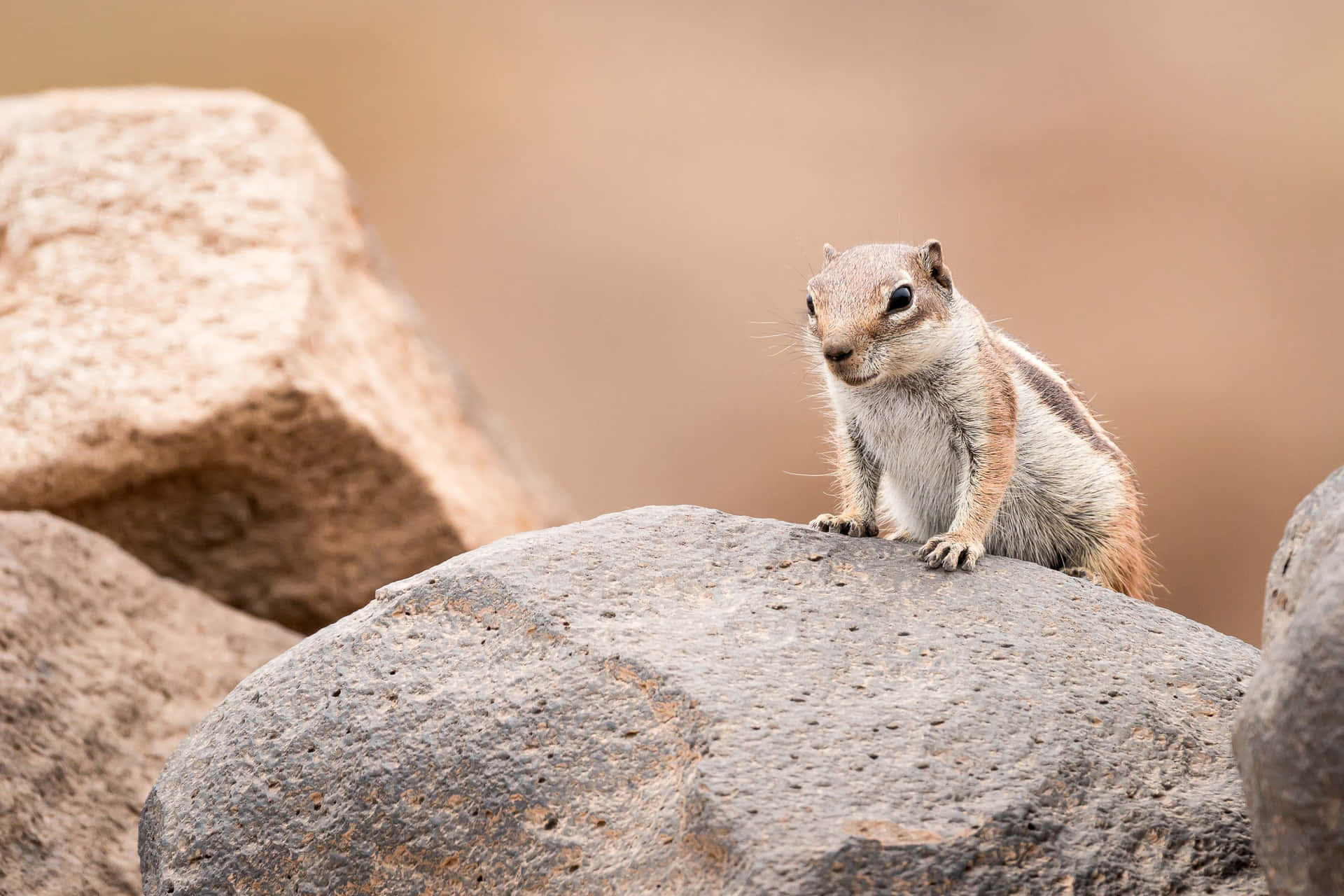 Alert Ground Squirrelon Rocks.jpg Wallpaper