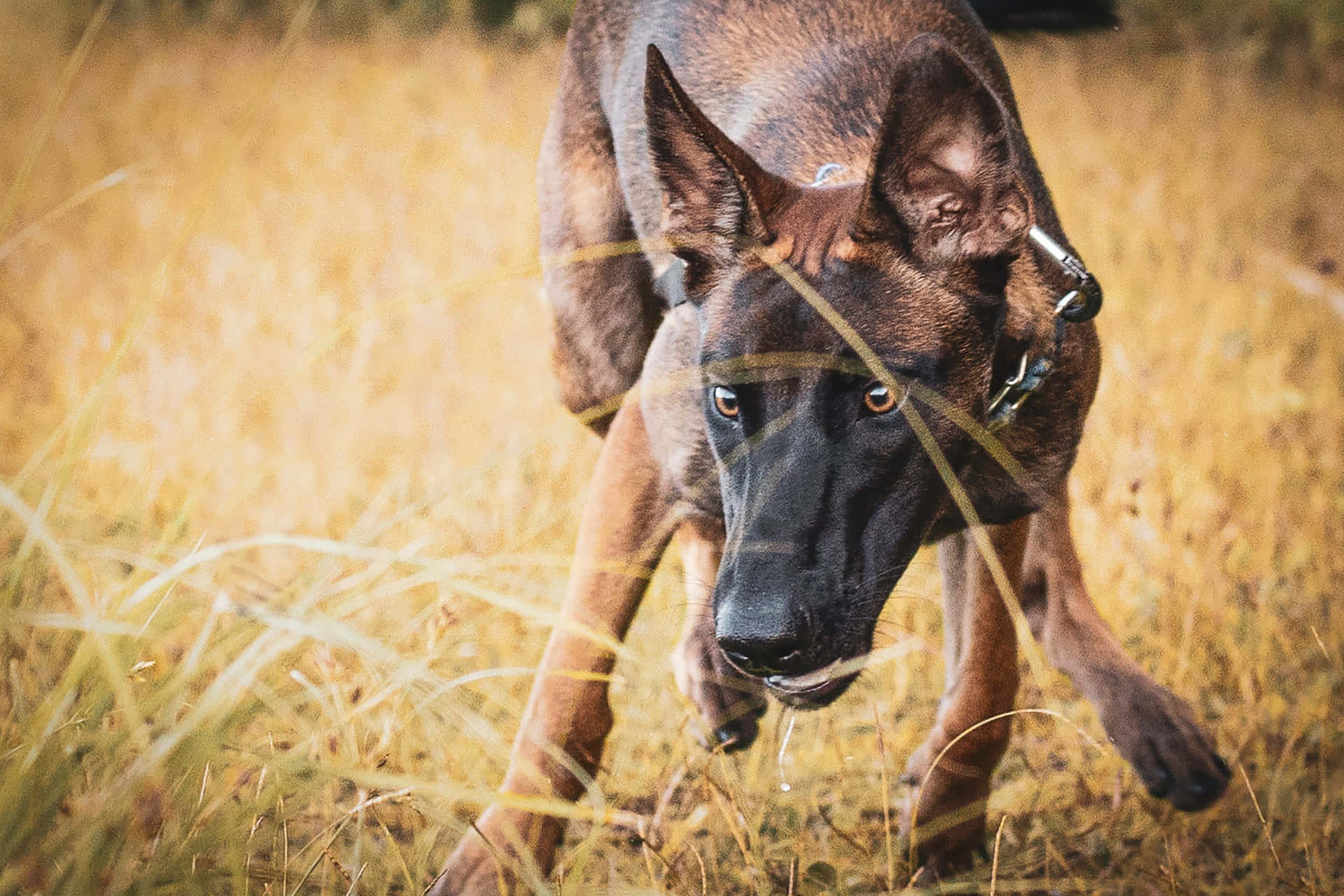 Alert Guard Dog On Duty Wallpaper