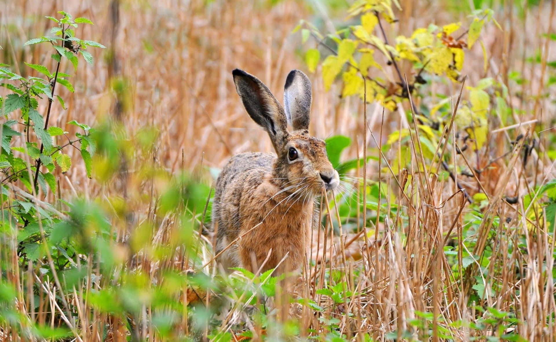 Alerta Haas In Herfstveld.jpg Achtergrond