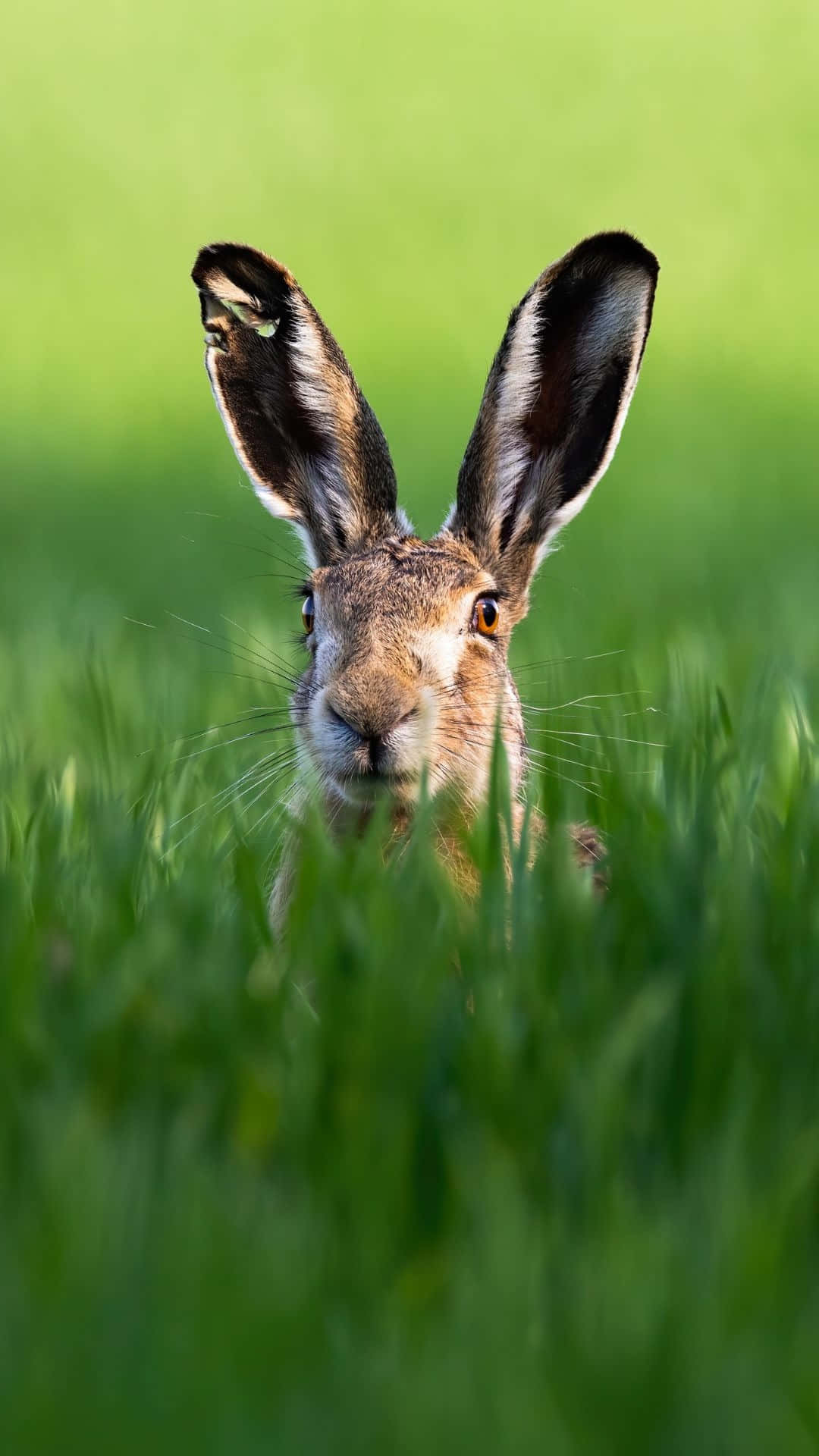 Alerta Haas In Gras.jpg Achtergrond