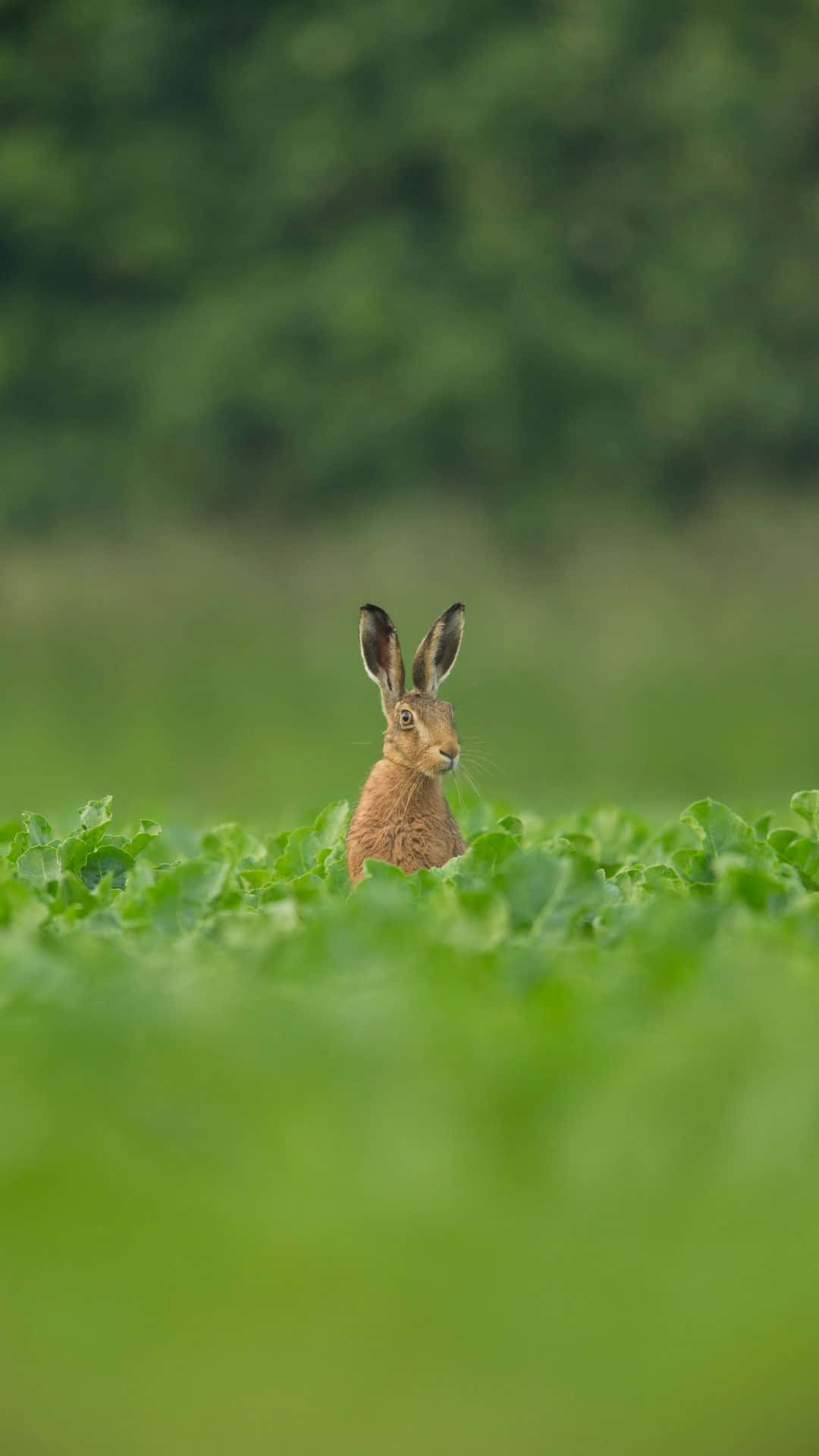 Alert Harein Green Field Wallpaper