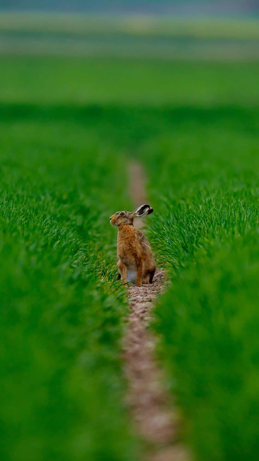 Alerta Haas In Groen Veld.jpg Achtergrond