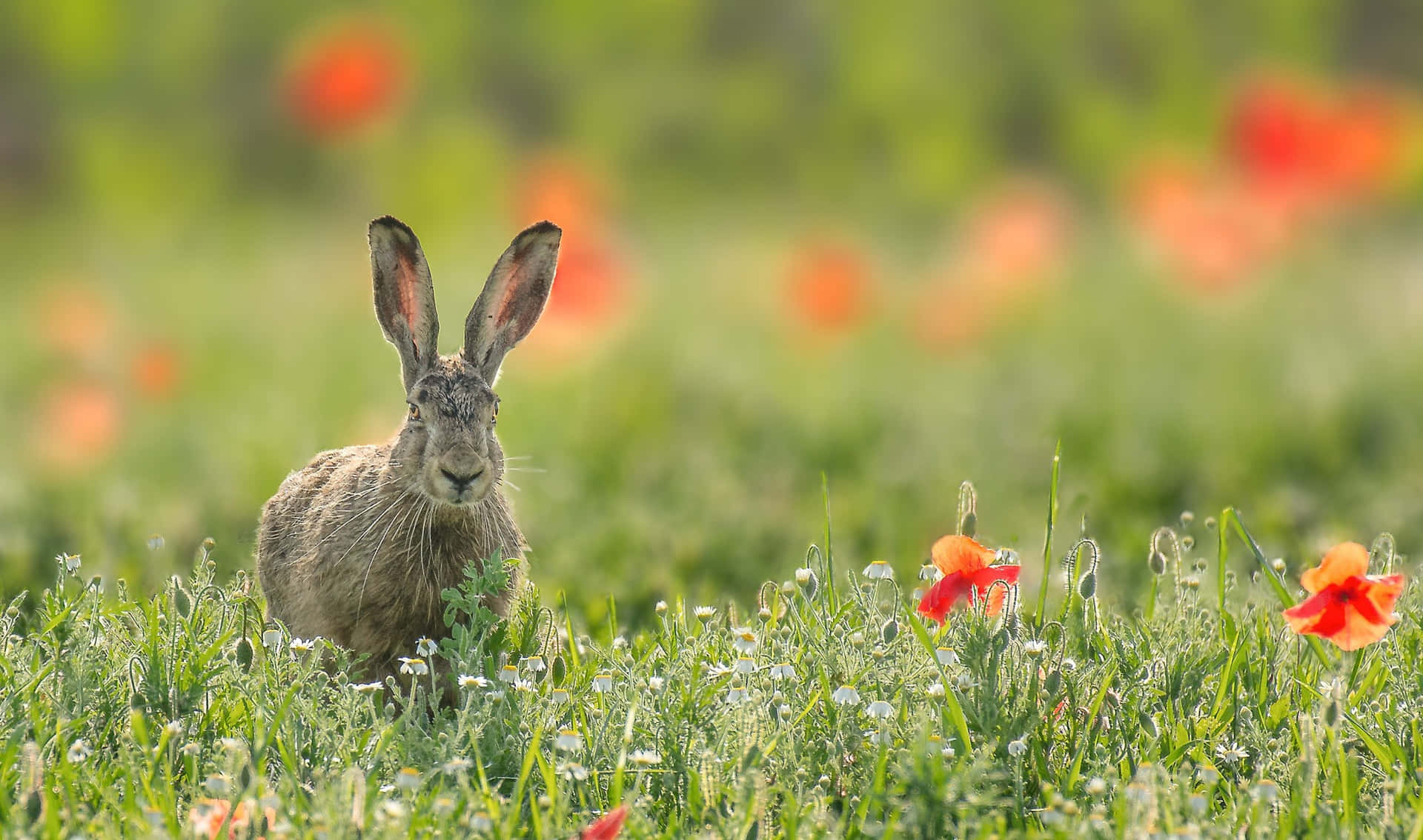 Alert Harein Meadow.jpg Wallpaper