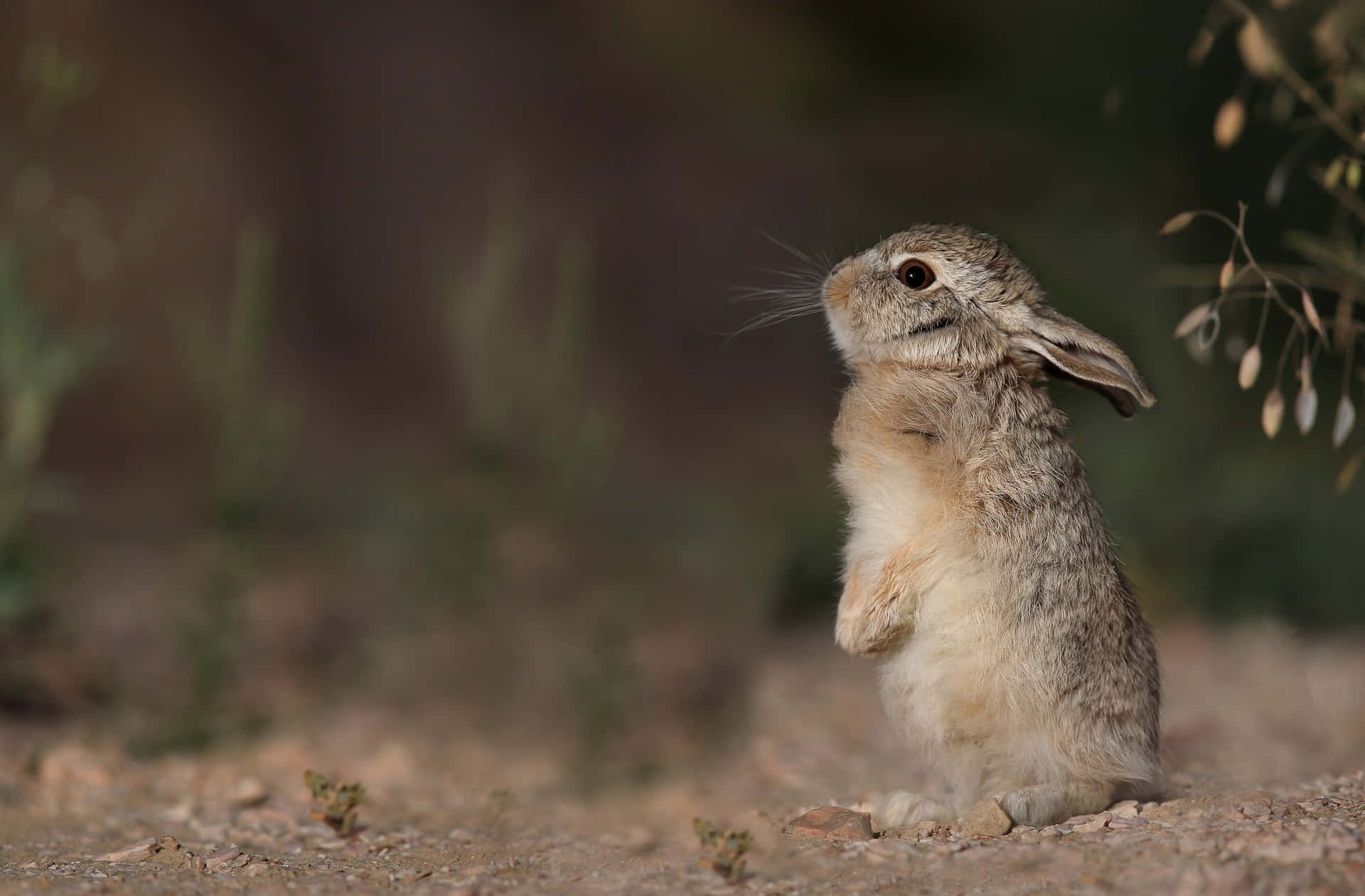 Alerta Haas In Natuurlijke Habitat Achtergrond