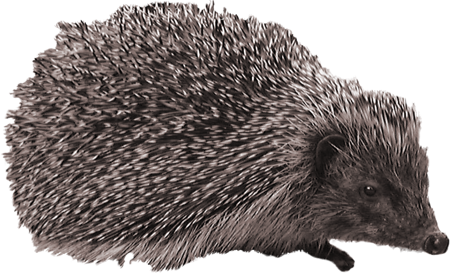 Alert Hedgehogin Profile PNG