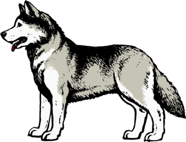 Alert Husky Dog Illustration PNG