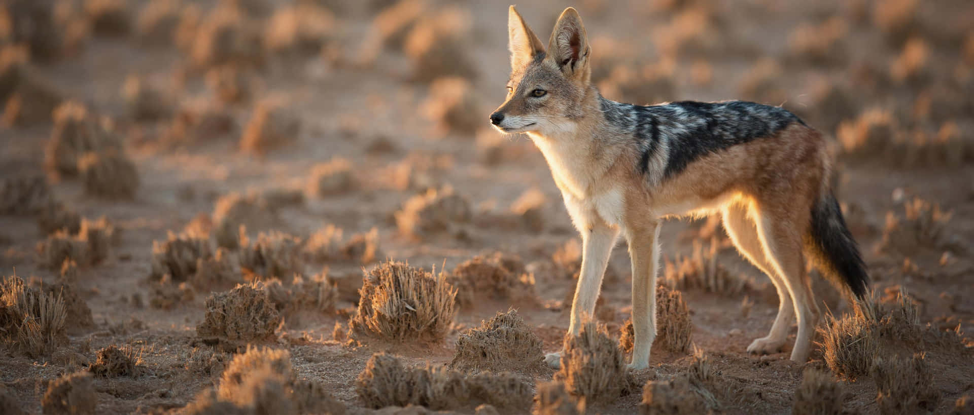 Chacal Alerte Dans La Lumière Dorée Fond d'écran