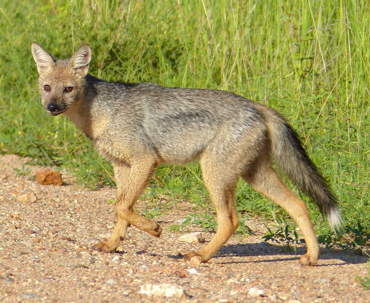 Alerte Jackal Dans La Prairie.jpg Fond d'écran