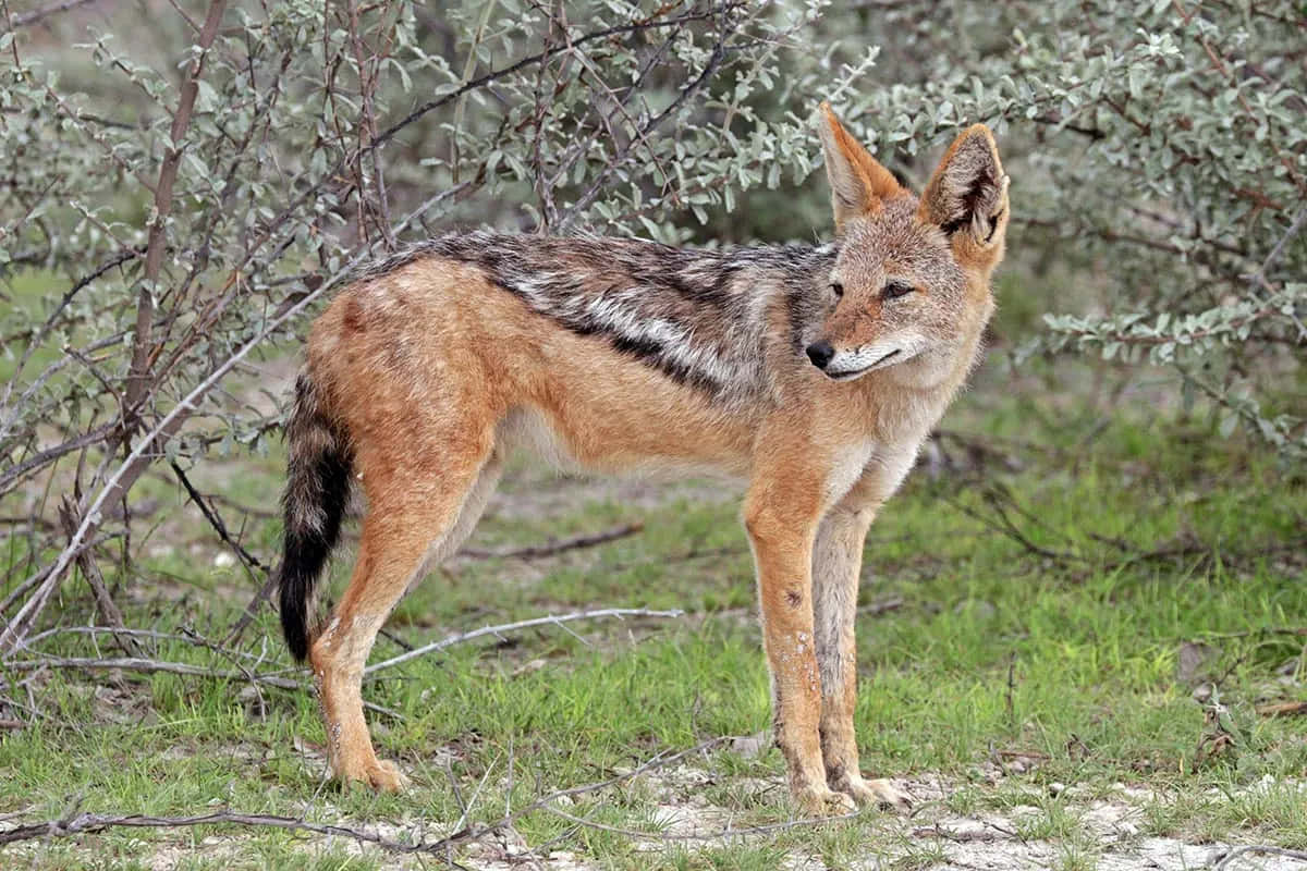 Chacal Alerte Dans Son Habitat Naturel Fond d'écran