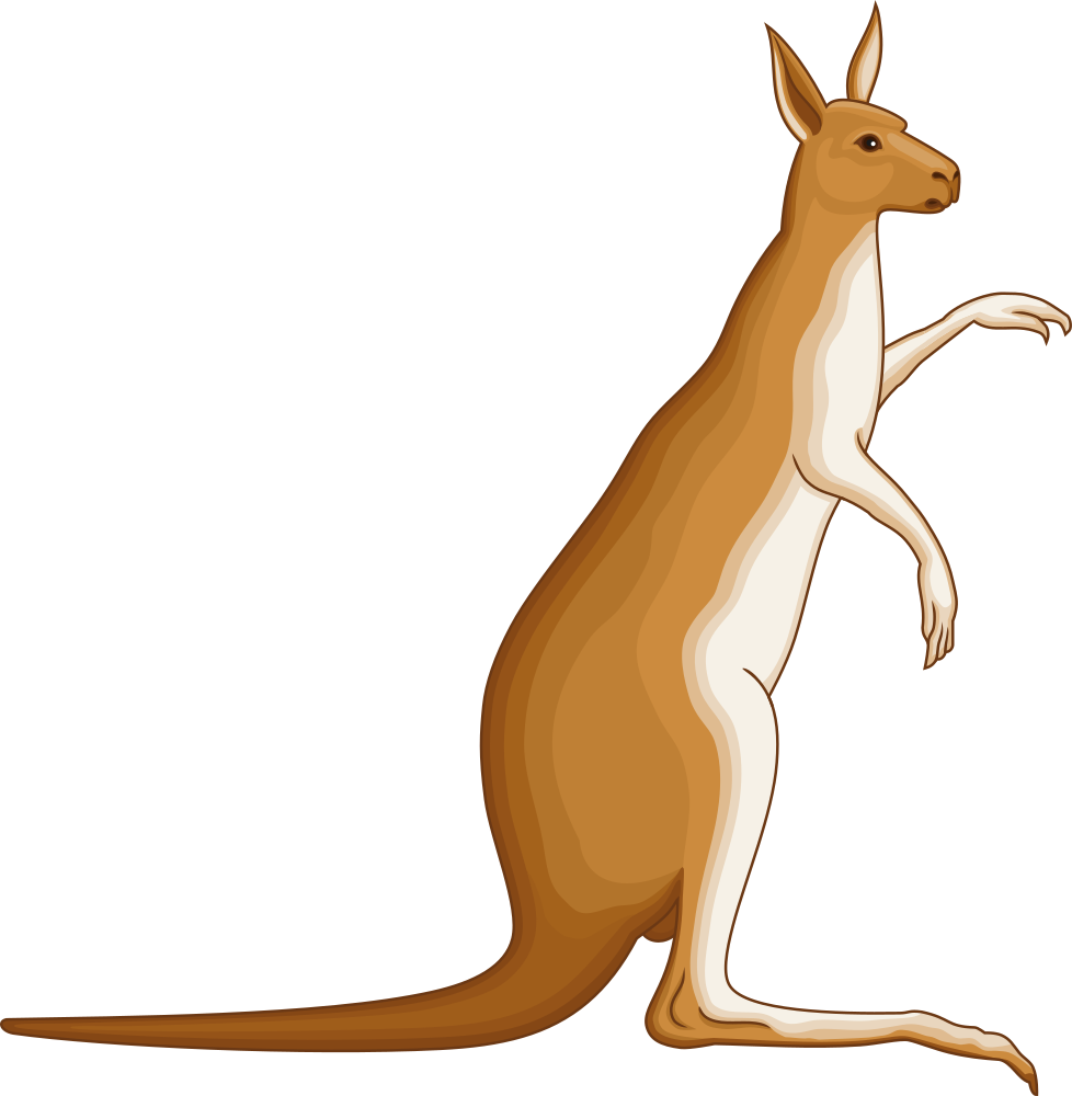 Alert Kangaroo Illustration PNG