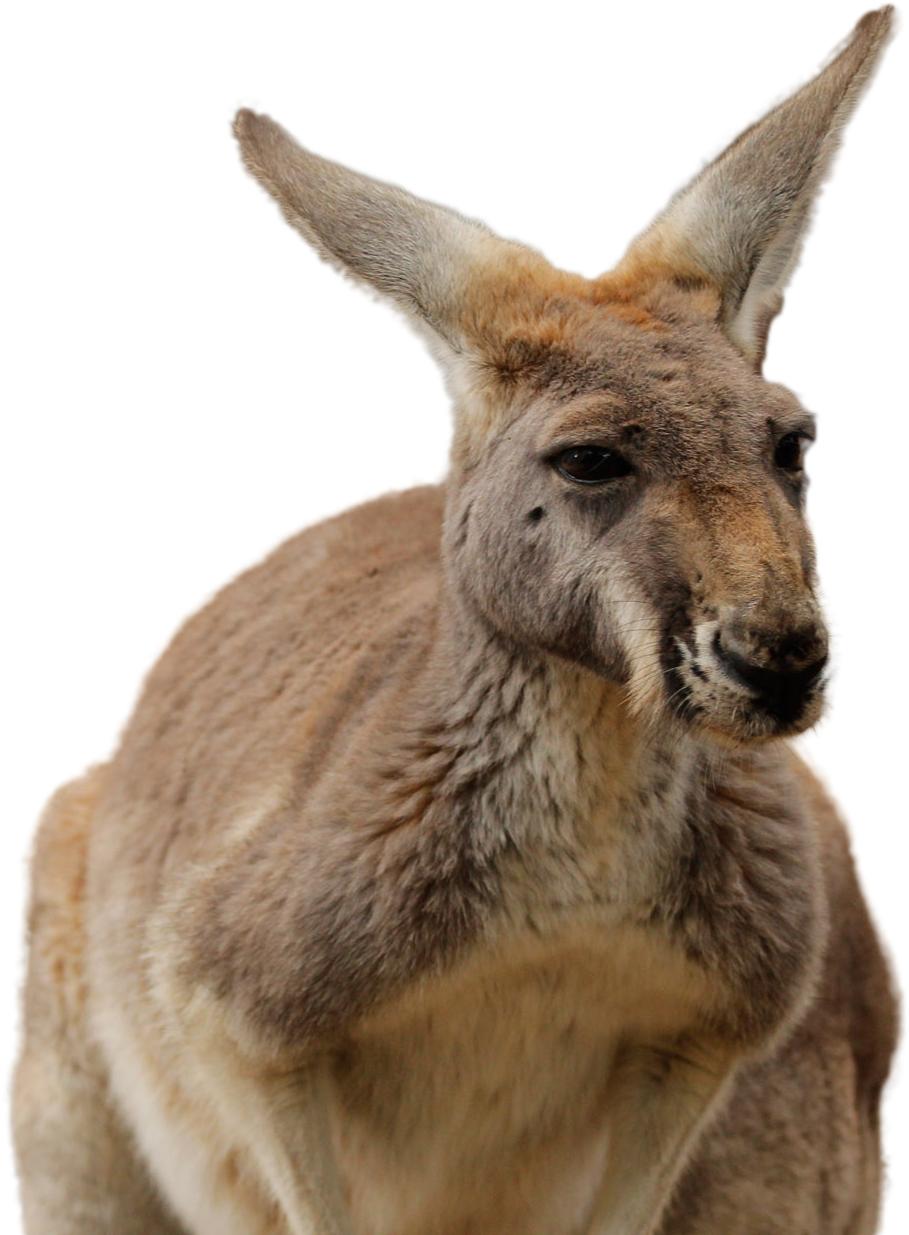 Alert Kangaroo Portrait PNG