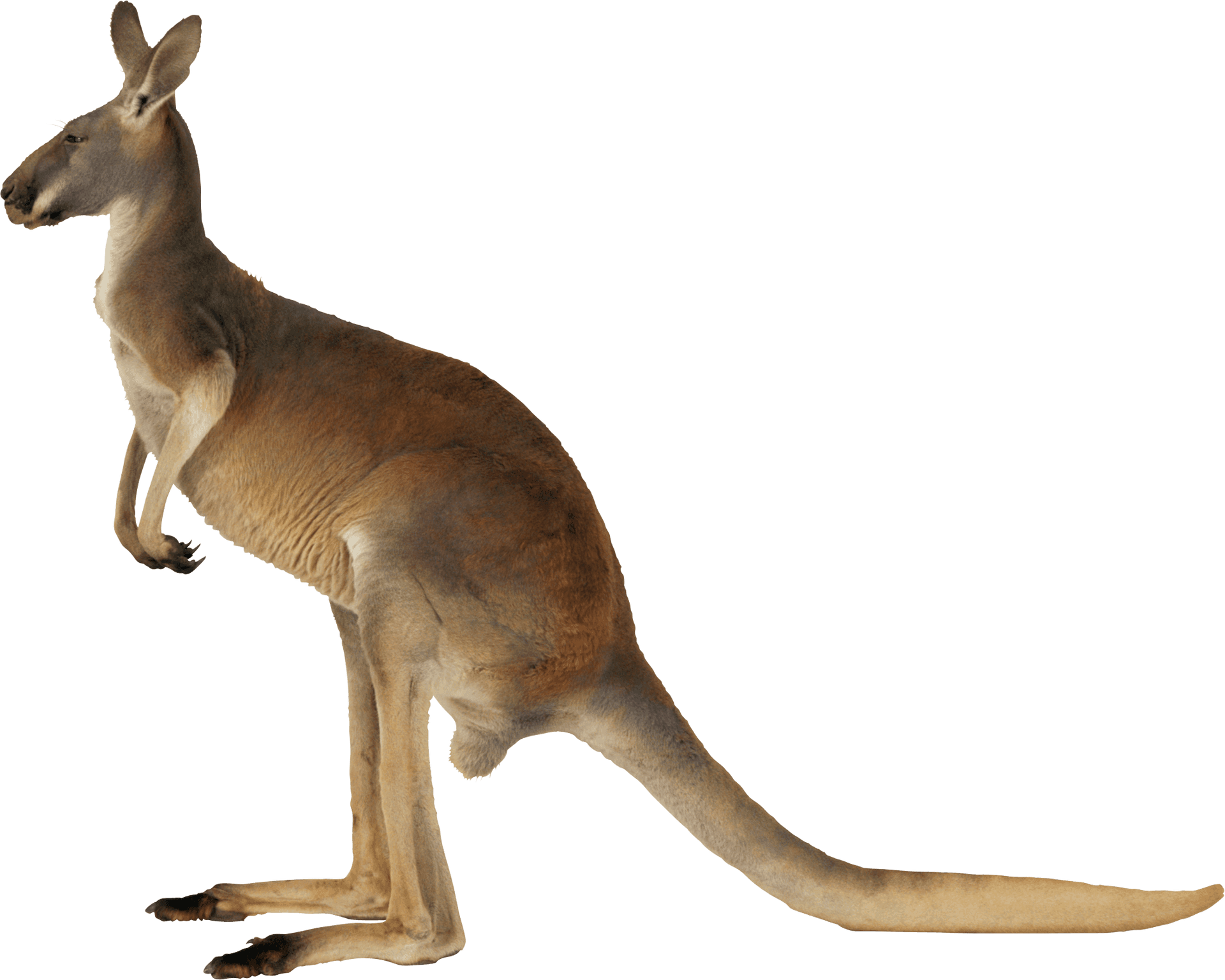 Alert Kangaroo Standing Transparent Background PNG