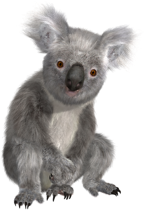 Alert Koala Portrait PNG
