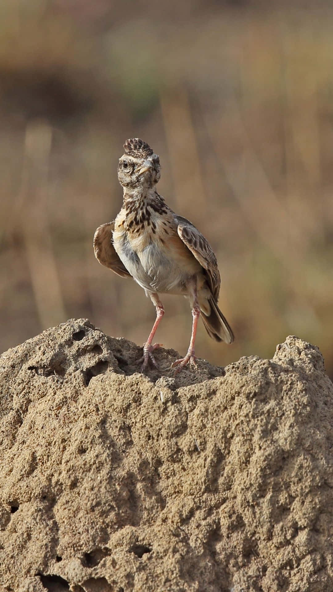 Alert Lark On Lookout Wallpaper