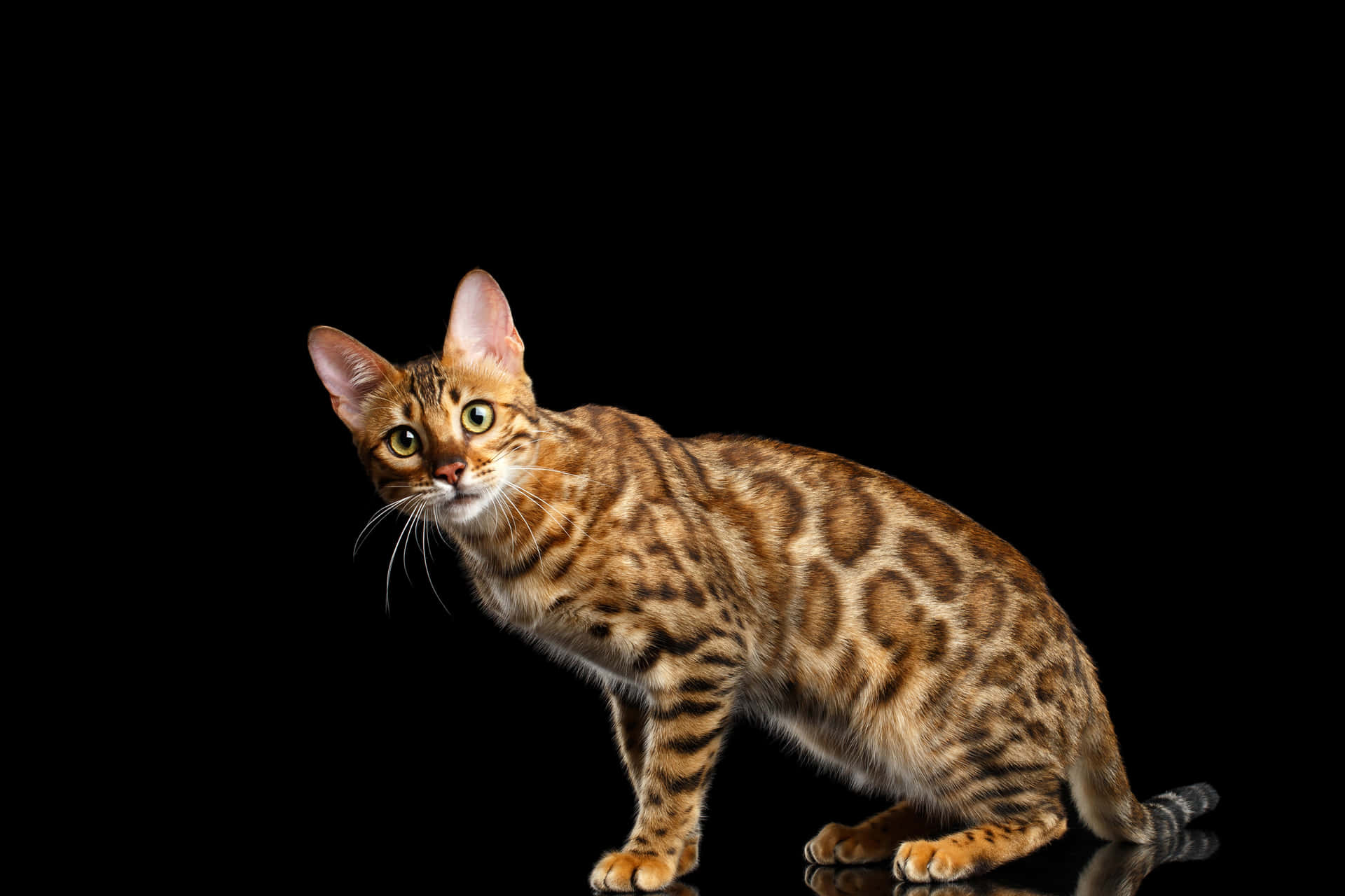 Alert Leopard Cat Black Background Wallpaper