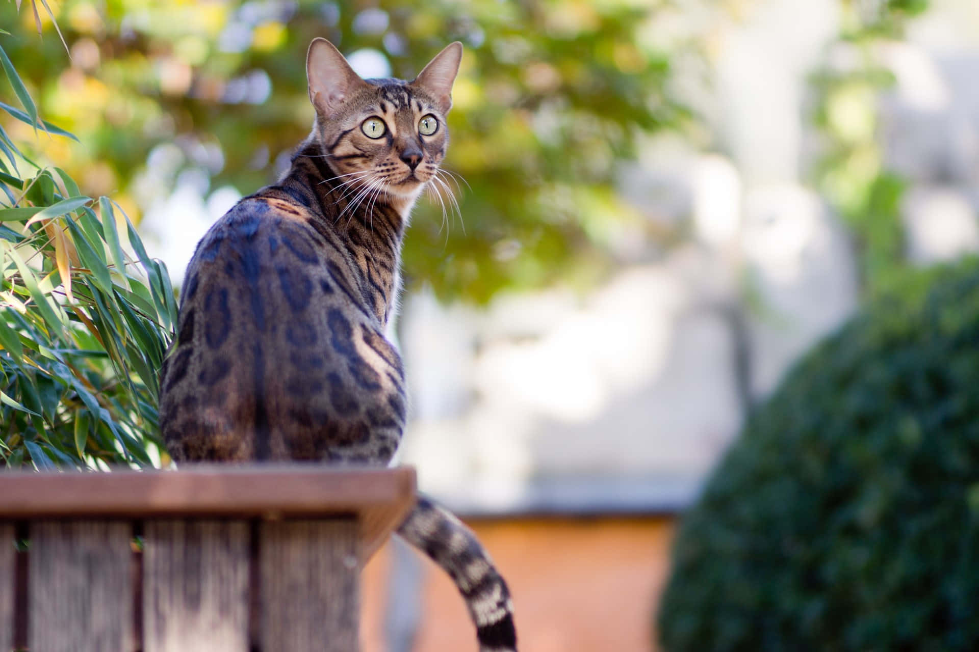 Alert Leopard Cat On Fence Wallpaper