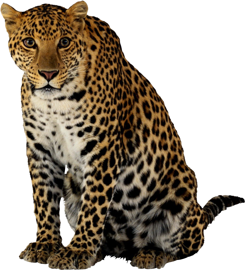 Alert Leopard Sitting Portrait PNG