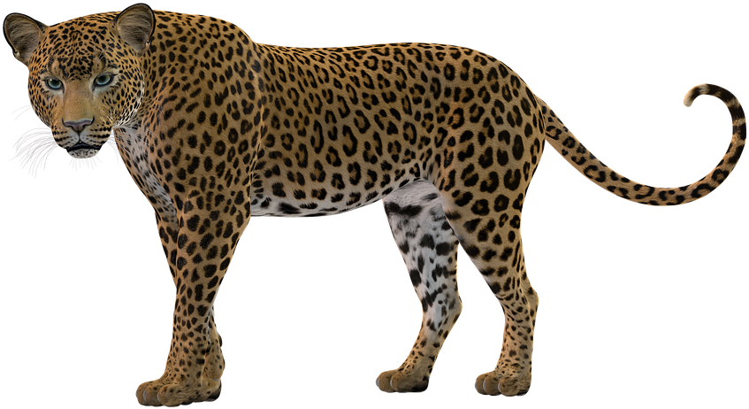 Alert Leopard Standing Transparent Background PNG