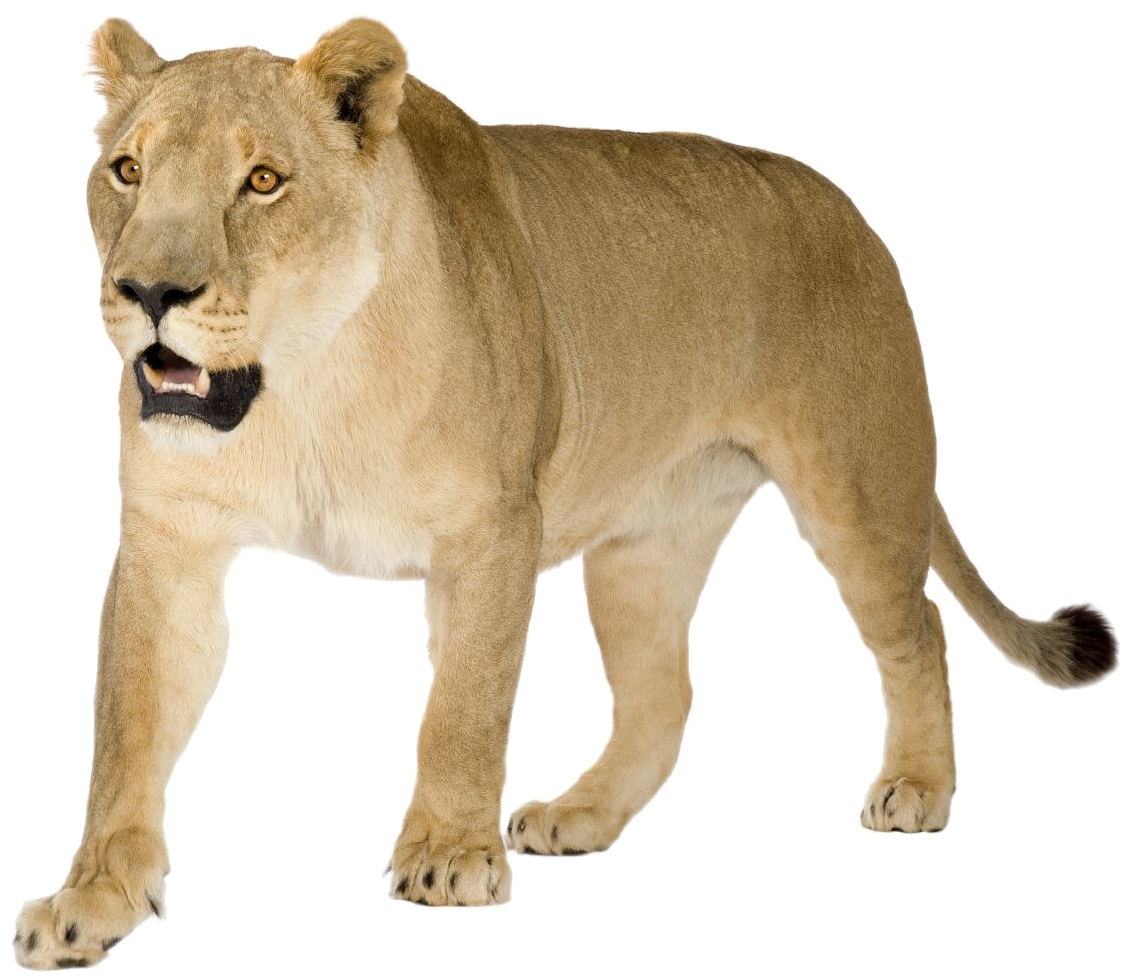 Alert Lioness Walking Transparent Background PNG