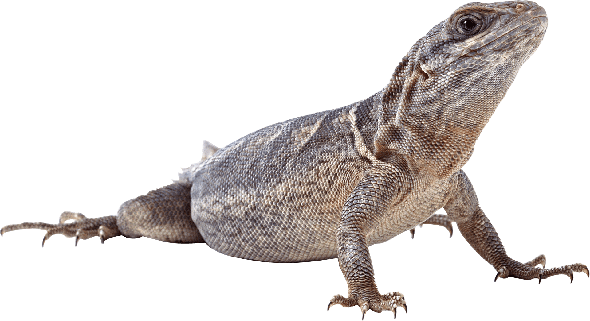 Alert Lizard Profile PNG