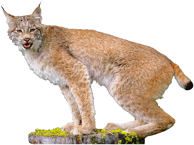 Alert Lynx On Stump PNG