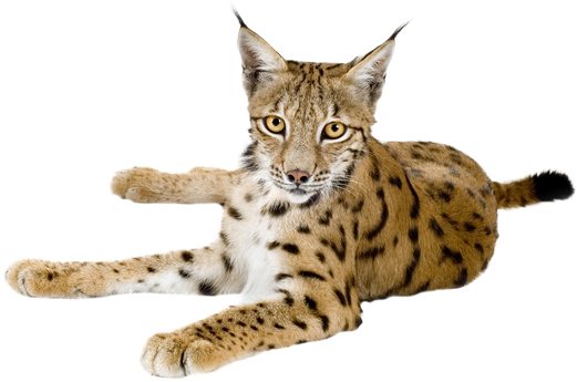 Alert Lynx On The Lookout.png PNG