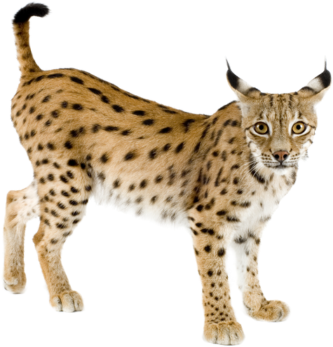 Alert Lynx Standing Transparent Background PNG