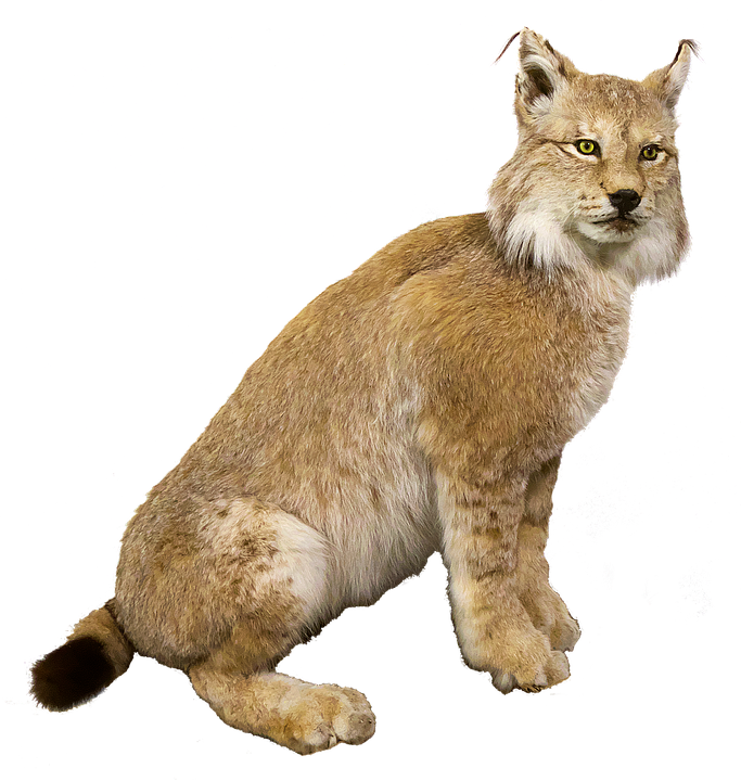 Alert Lynxon Teal Background PNG