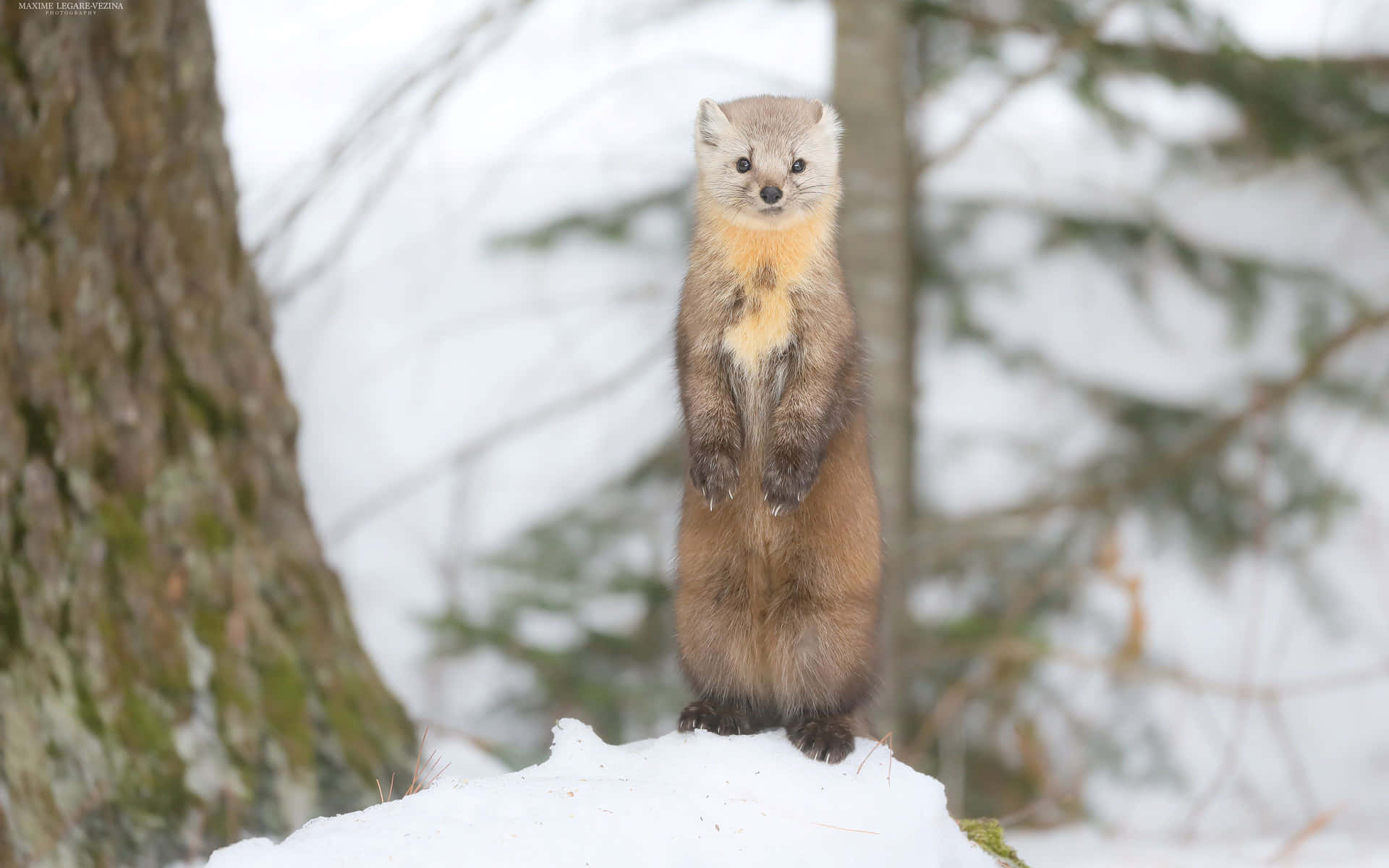 Alert Martenin Snow Wallpaper