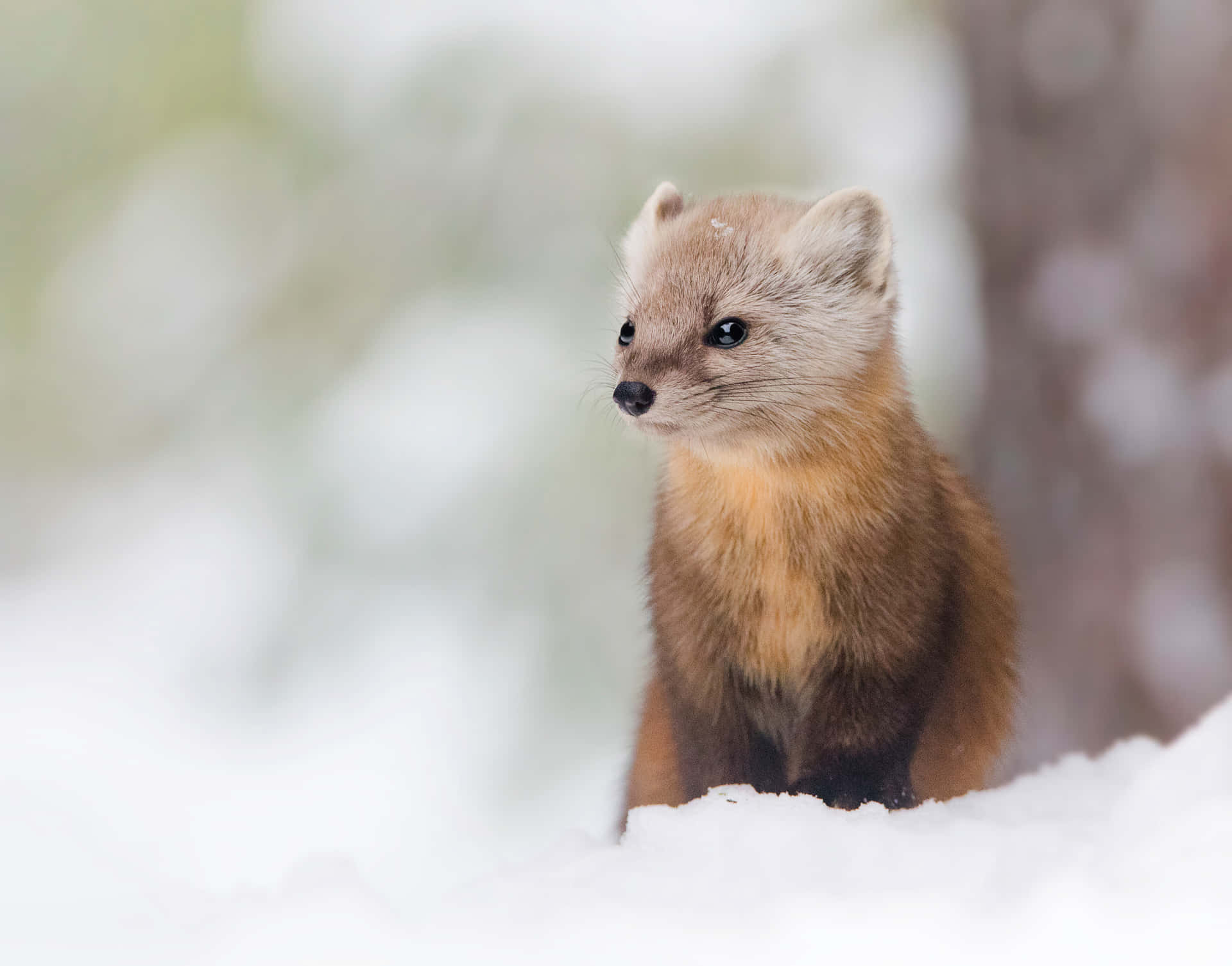 Alert Martenin Snow Wallpaper