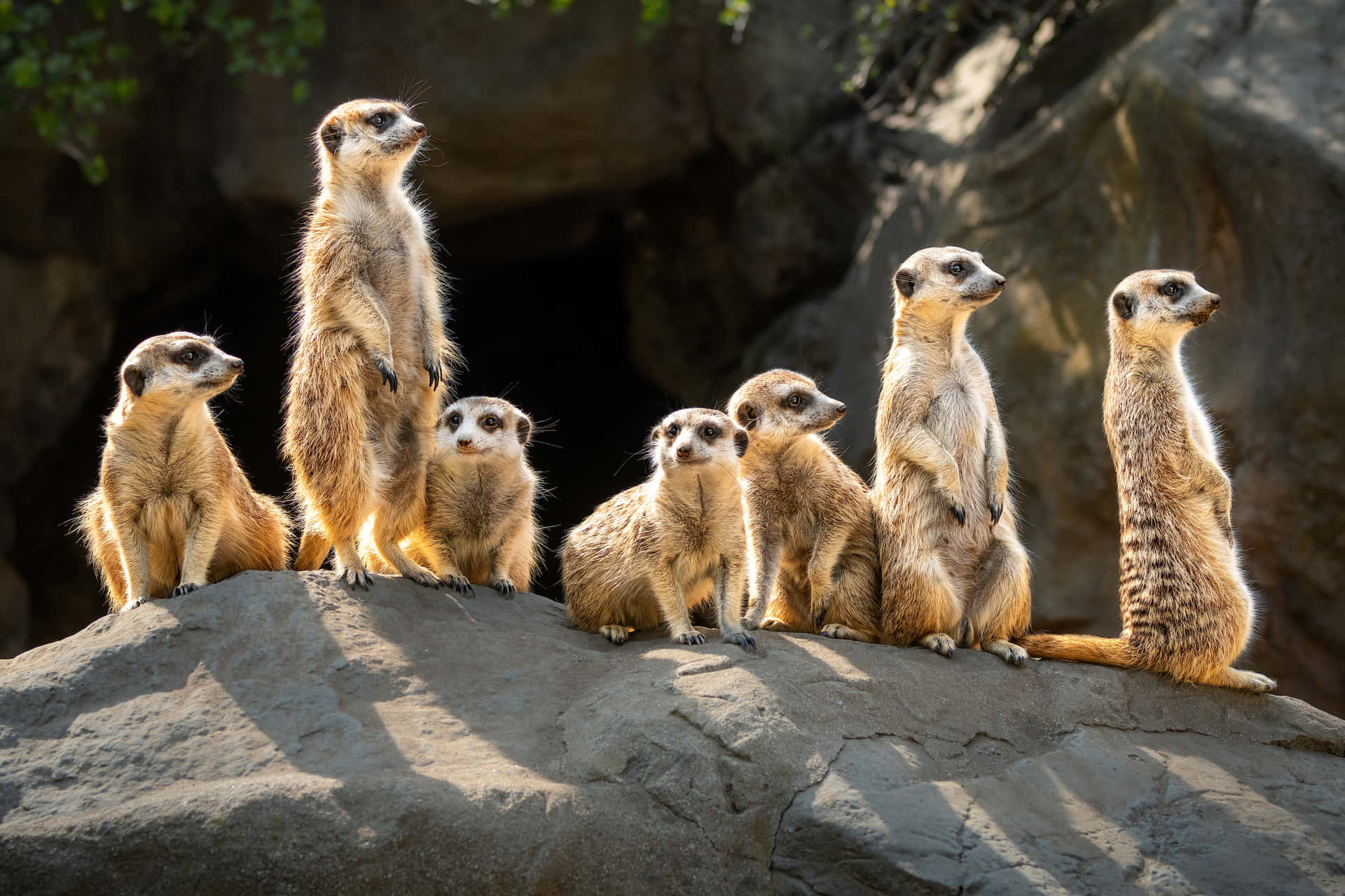 Alert Meerkat Gathering Sunlight Rock Wallpaper