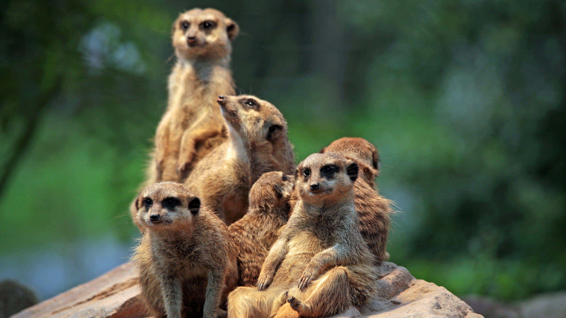 Alert Meerkat Group On Lookout.jpg Wallpaper