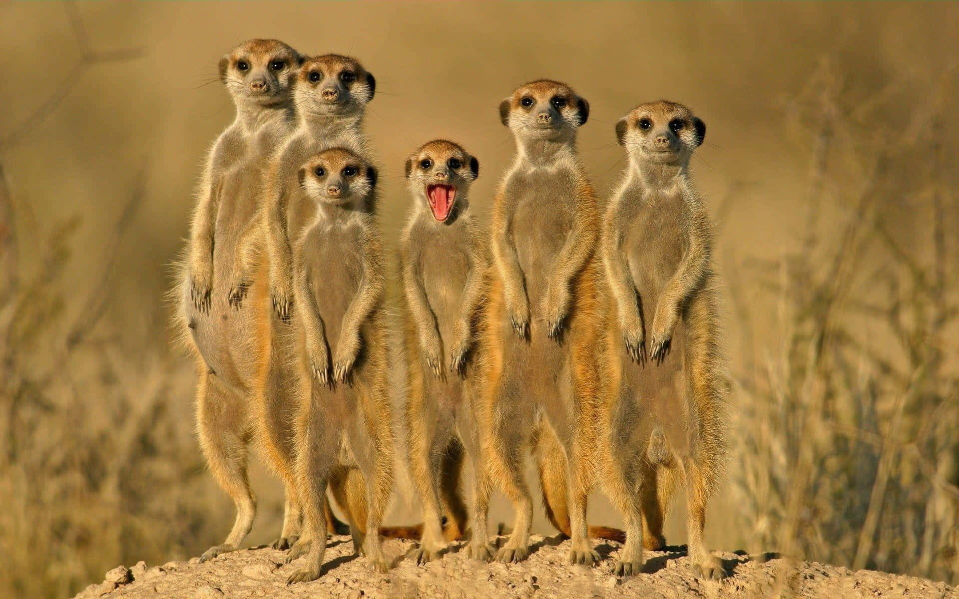 Alert Meerkat Group Standing Wallpaper