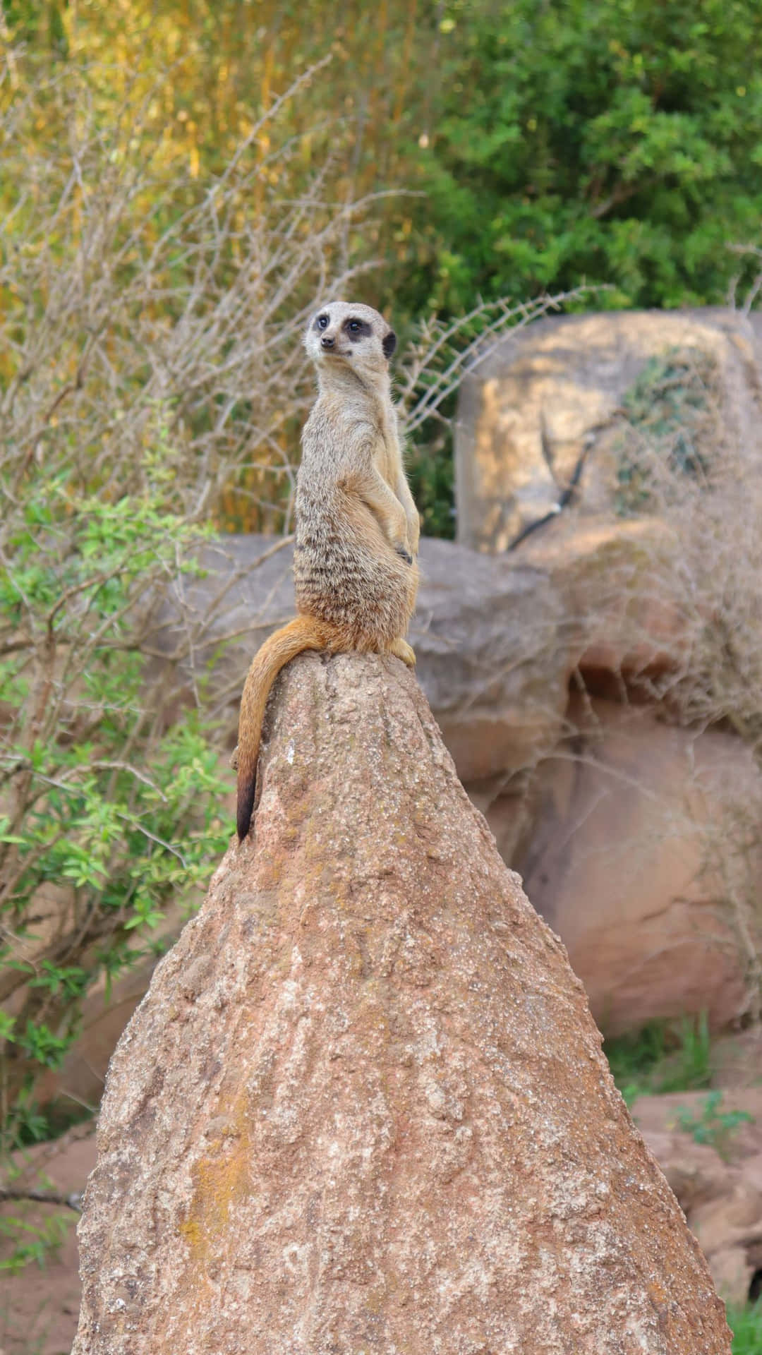 Alert Meerkat On Lookout.jpg Wallpaper