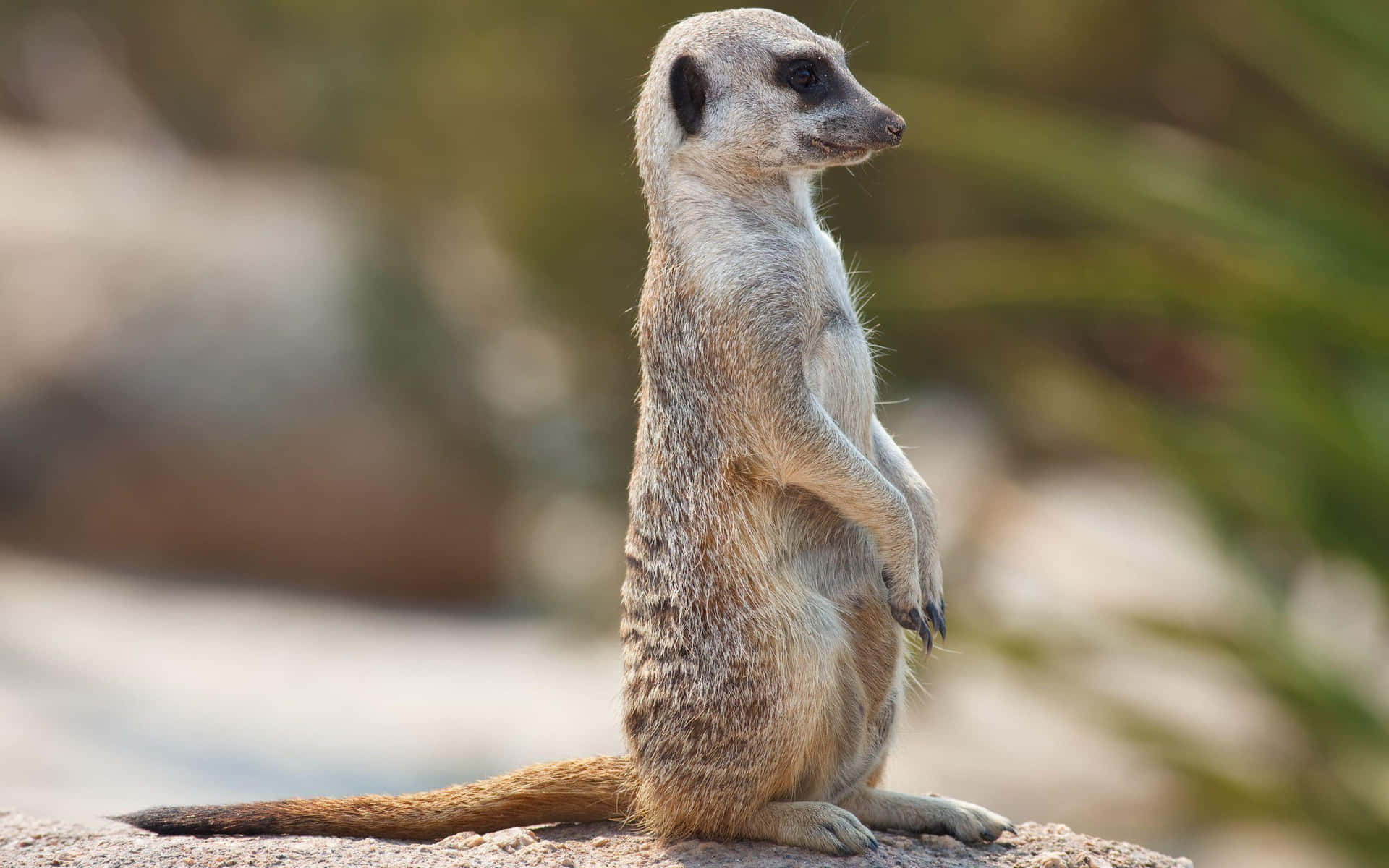 Alert Meerkat On Lookout.jpg Wallpaper