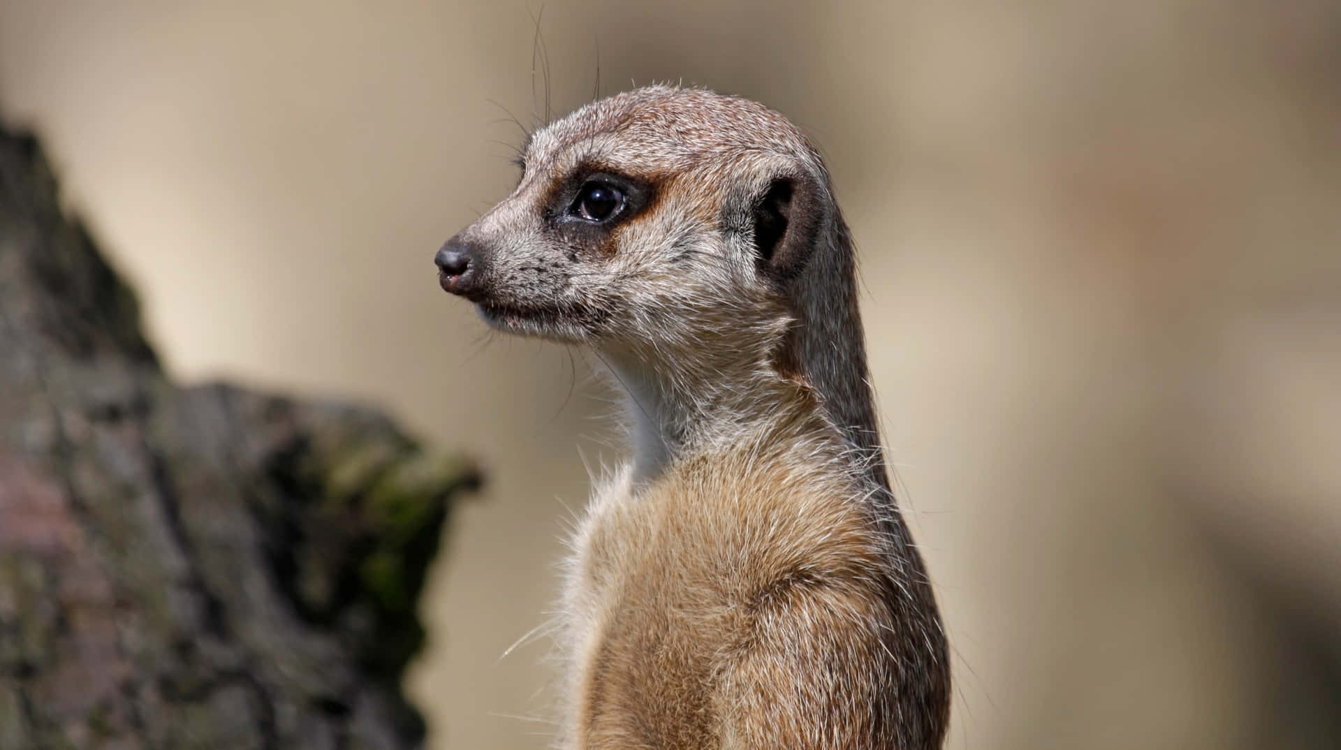 Alert Meerkat On Lookout.jpg Wallpaper