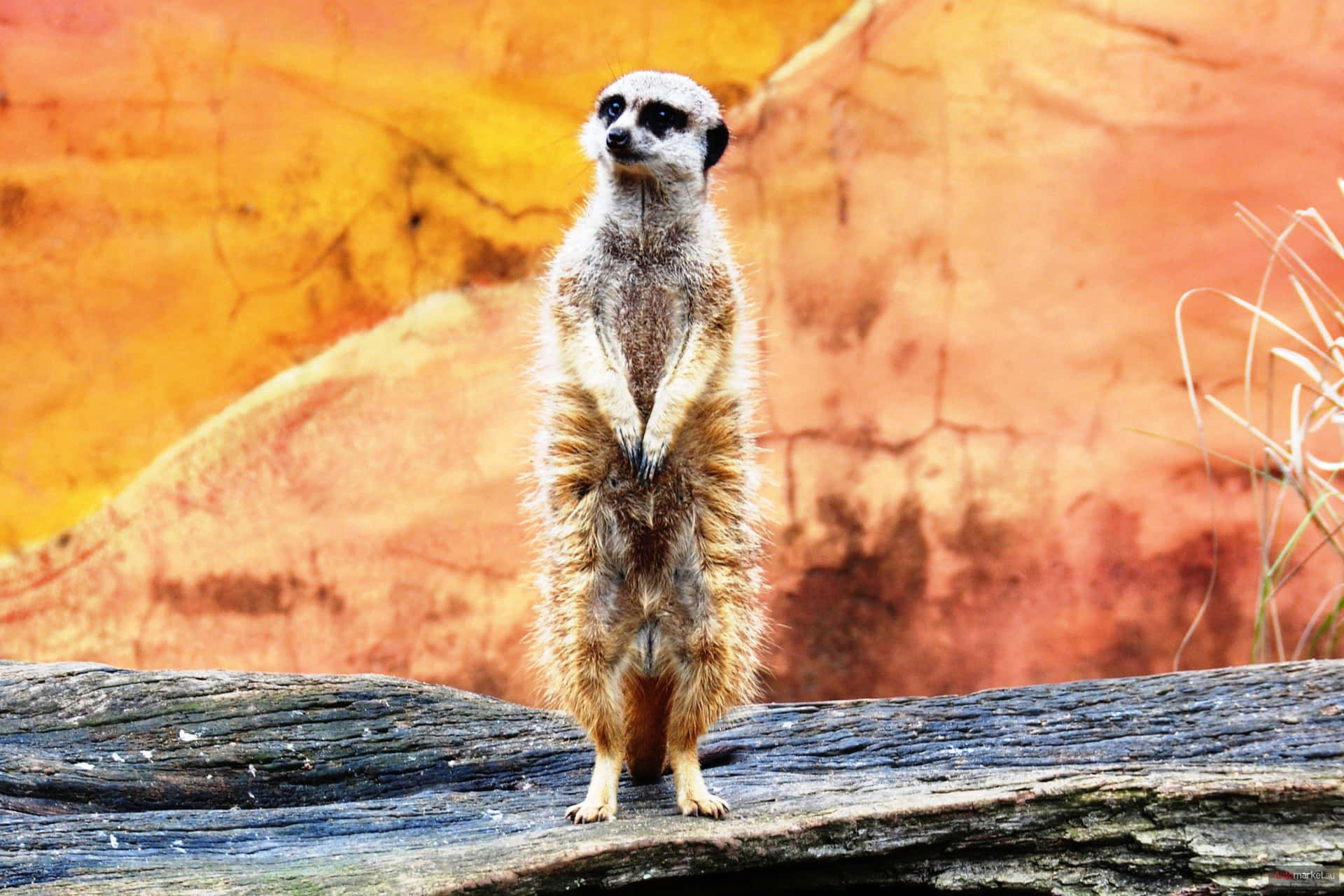 Alert Meerkat On Lookout Wallpaper