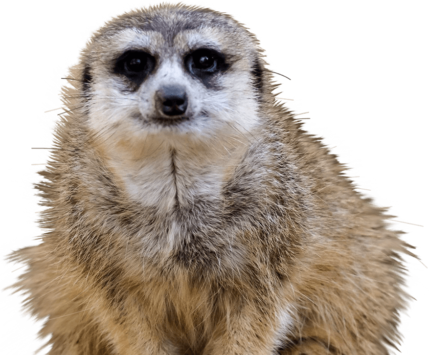 Download Alert Meerkat Portrait | Wallpapers.com