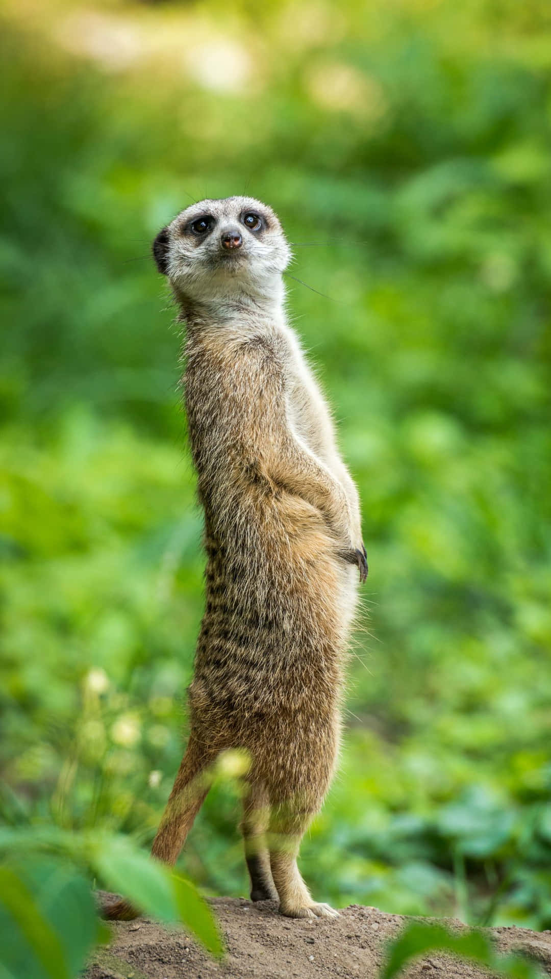 Download Alert Meerkat Standing Green Background.jpg Wallpaper ...