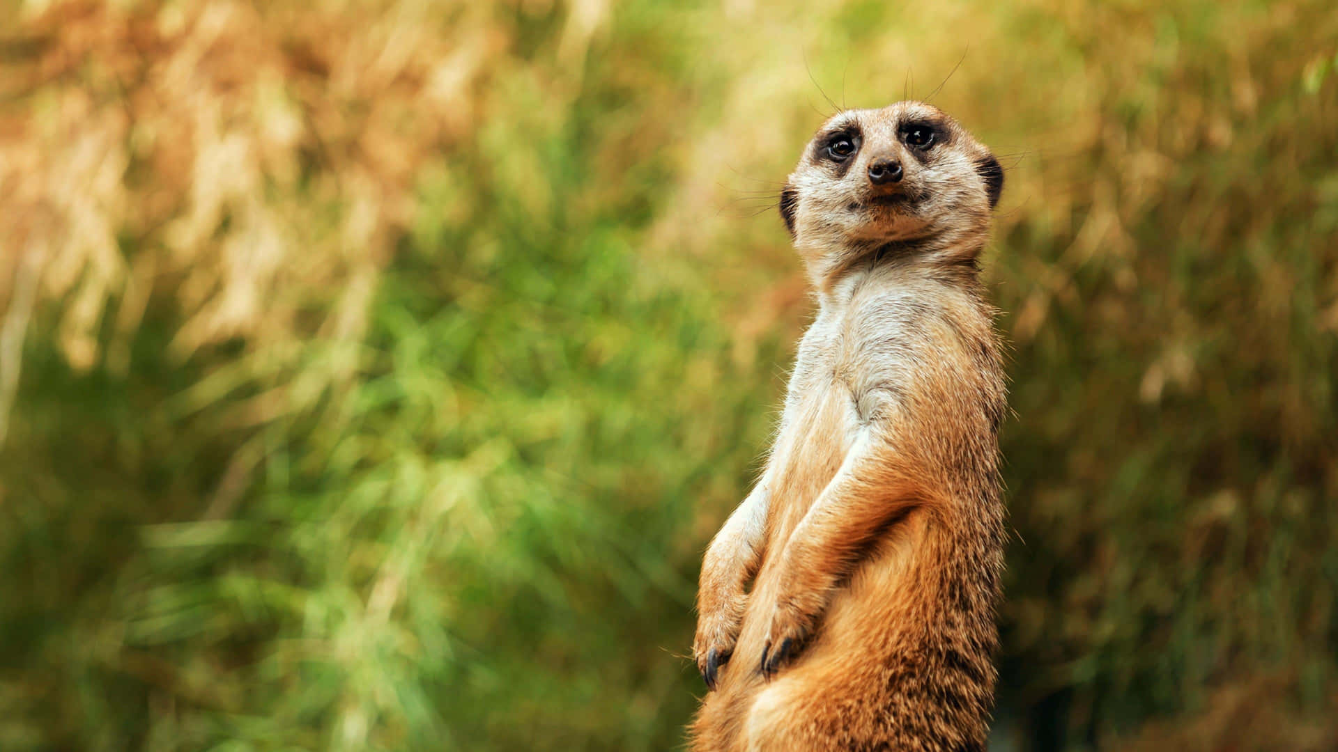 Alert Meerkat Standing Watch Wallpaper