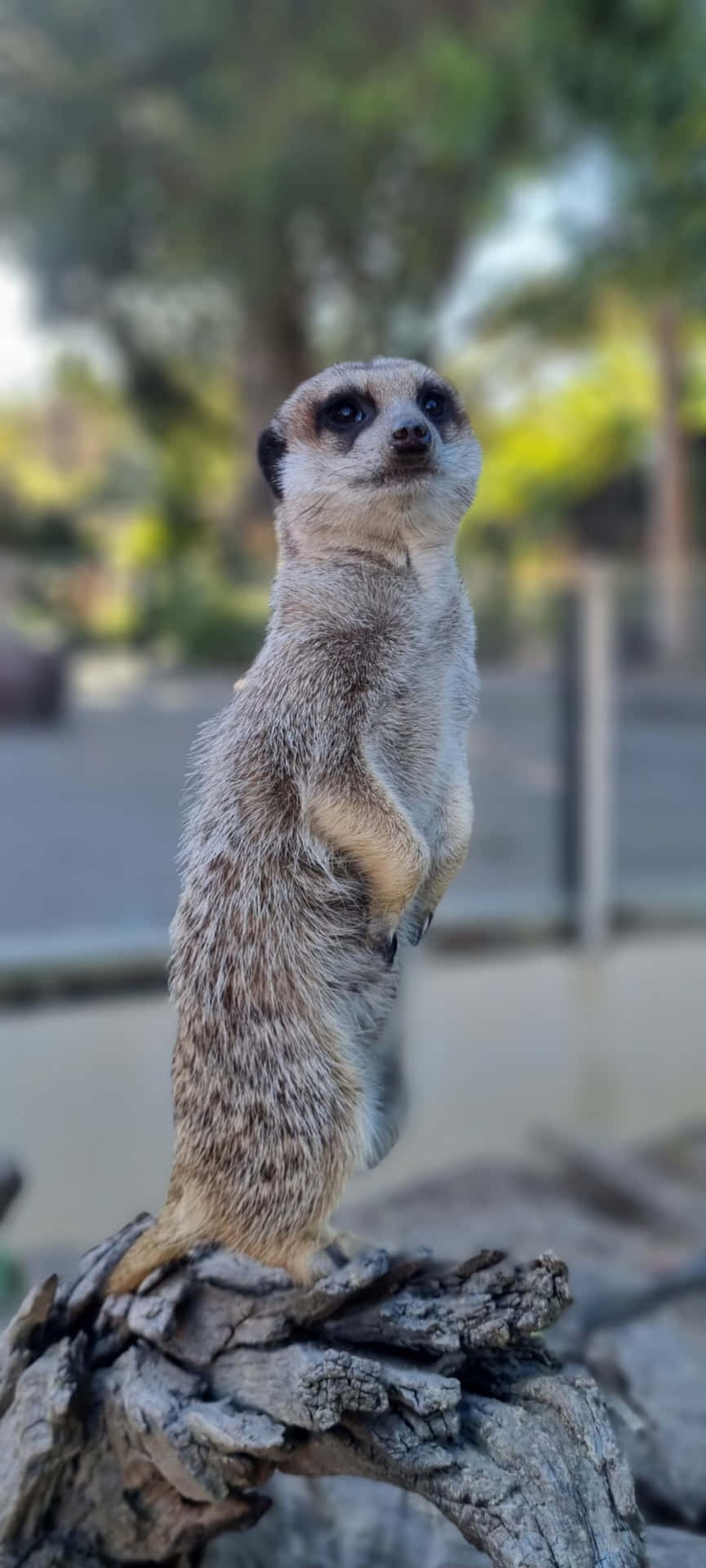 Alert Meerkaton Lookout Adelaide Zoo Wallpaper
