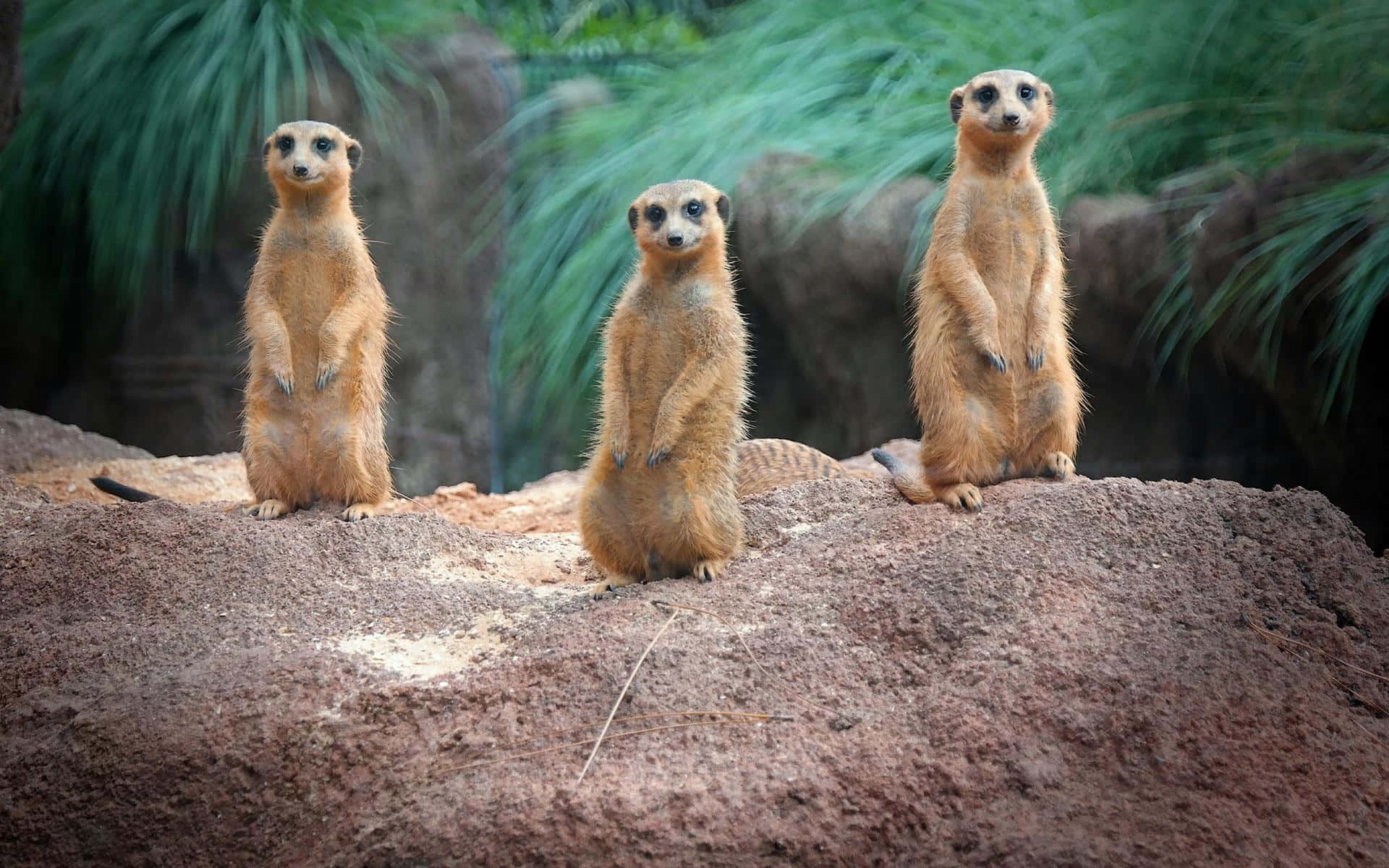 Alert Meerkats On Lookout.jpg Wallpaper