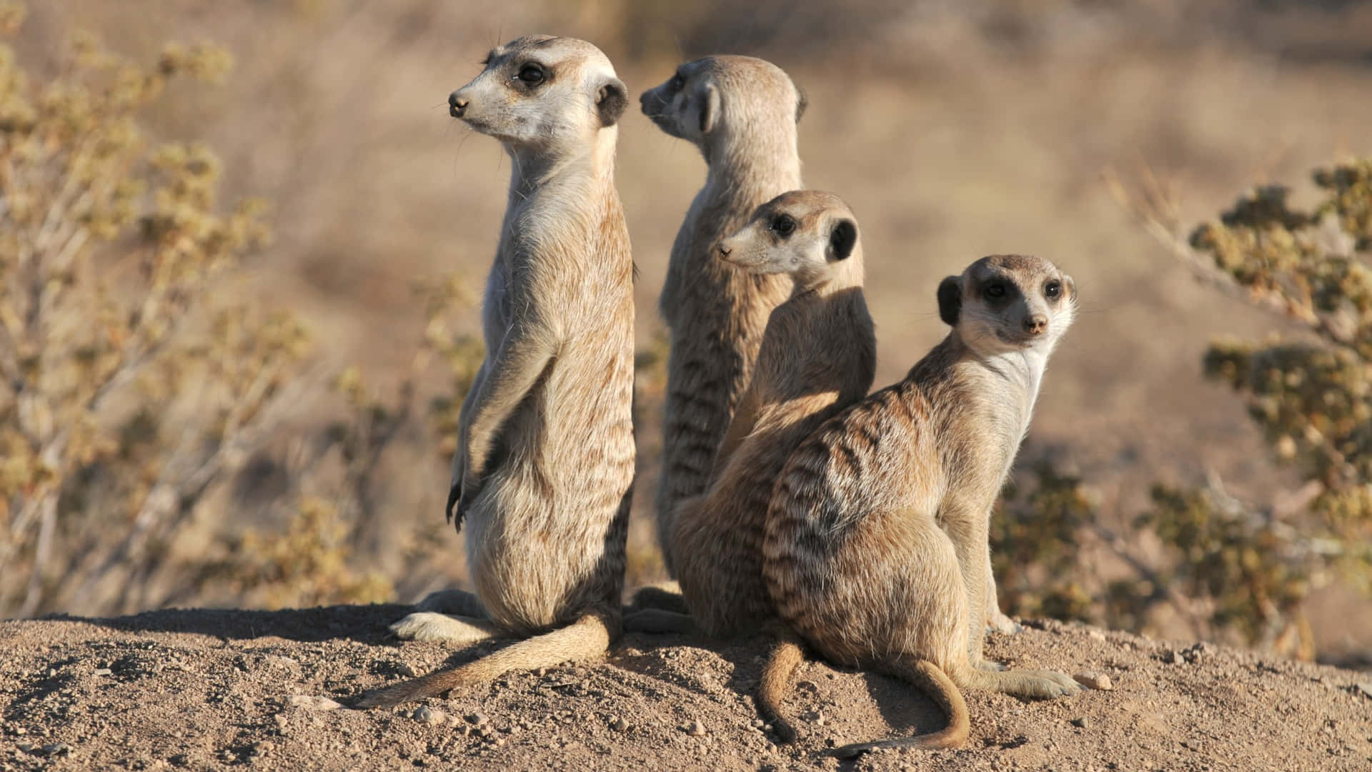 Alert Meerkats On Lookout.jpg Wallpaper