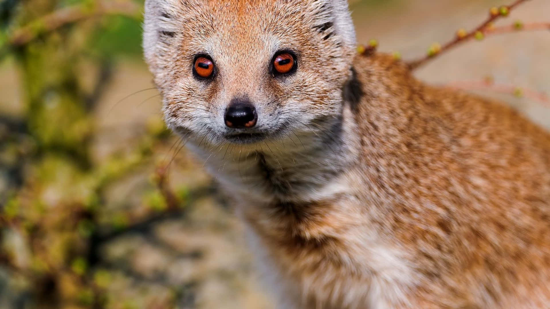 Alert Mongoose Close Up Wallpaper