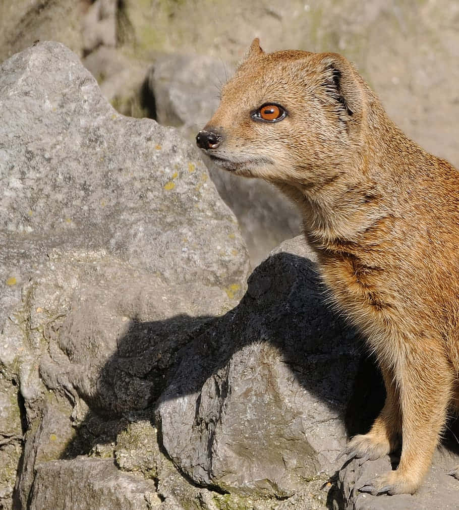 Alerta Mongoose Op Rotsen Achtergrond